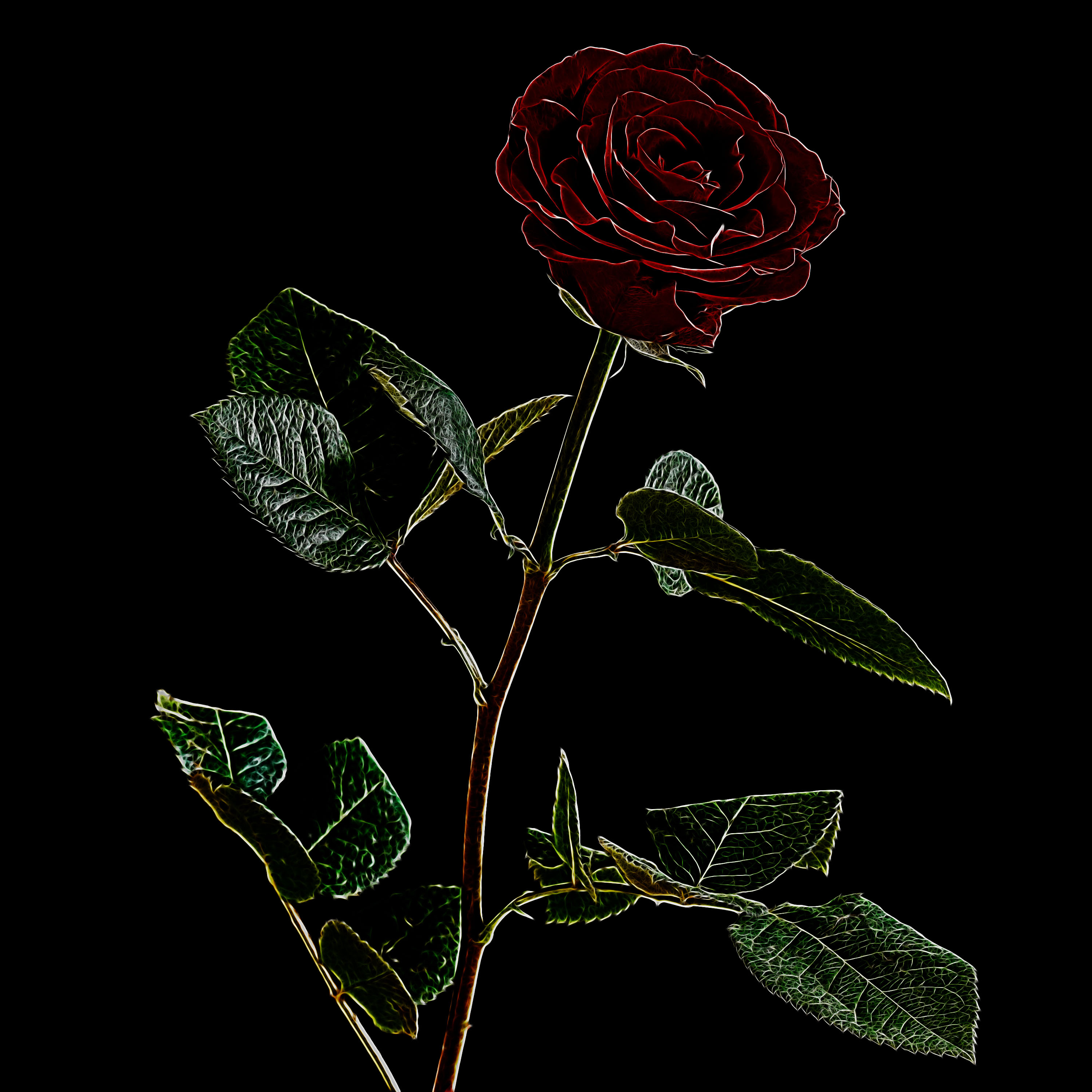 Hiroshima X Lonely Rose artwork