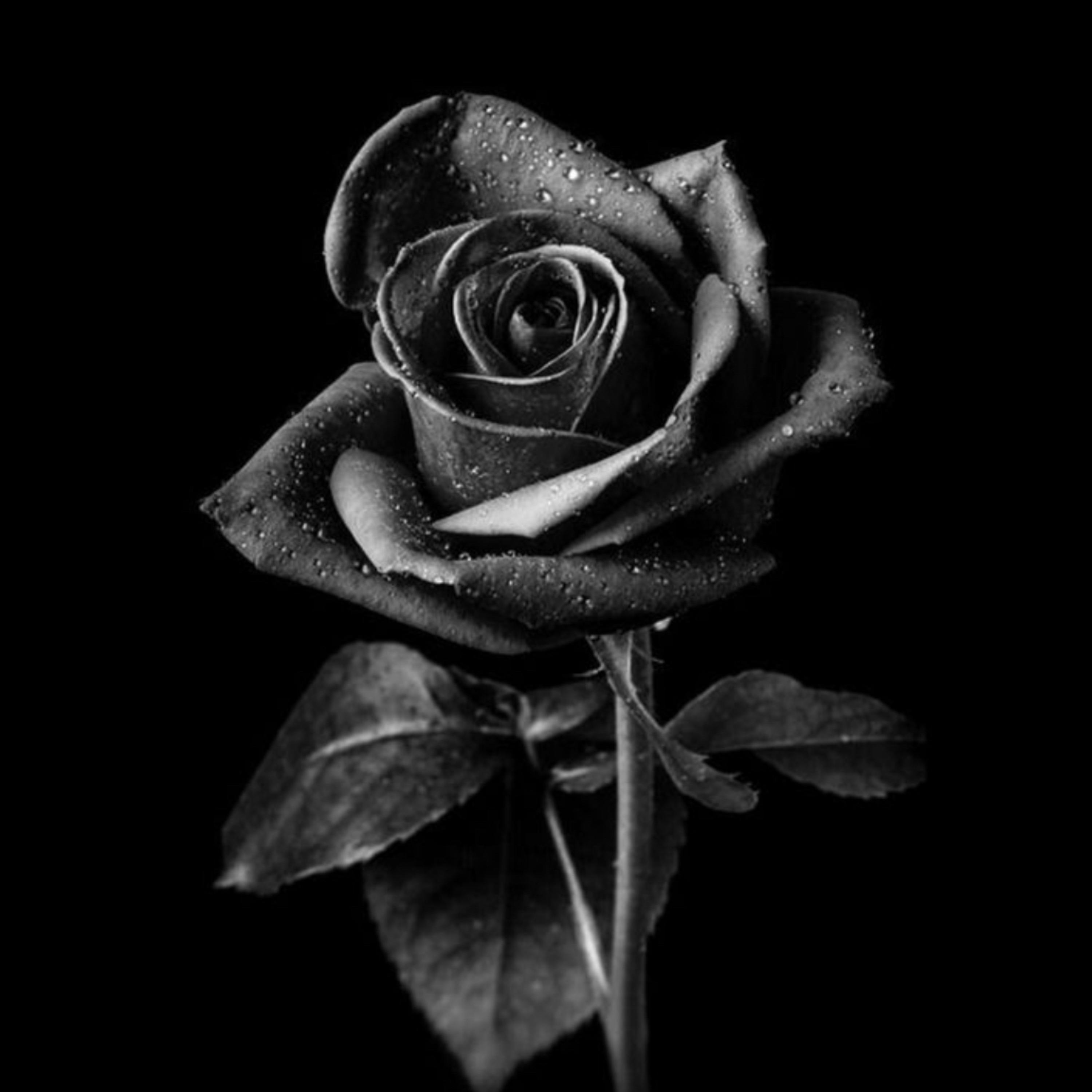 Black Rose artwork