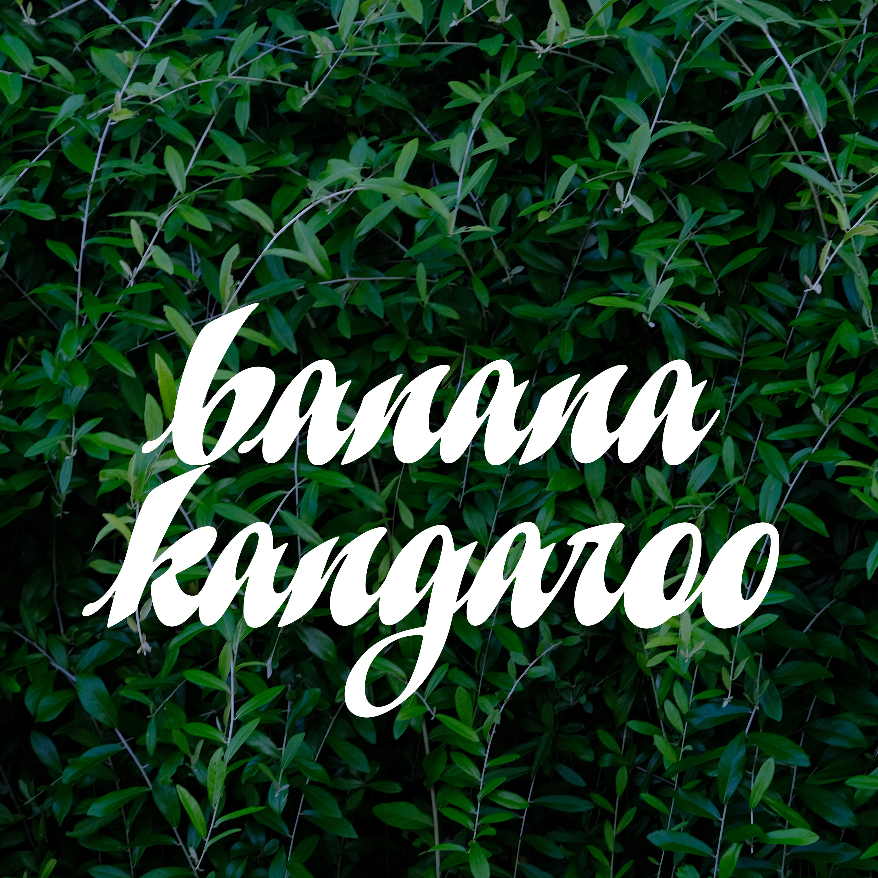 BANANA KANGAROO artwork