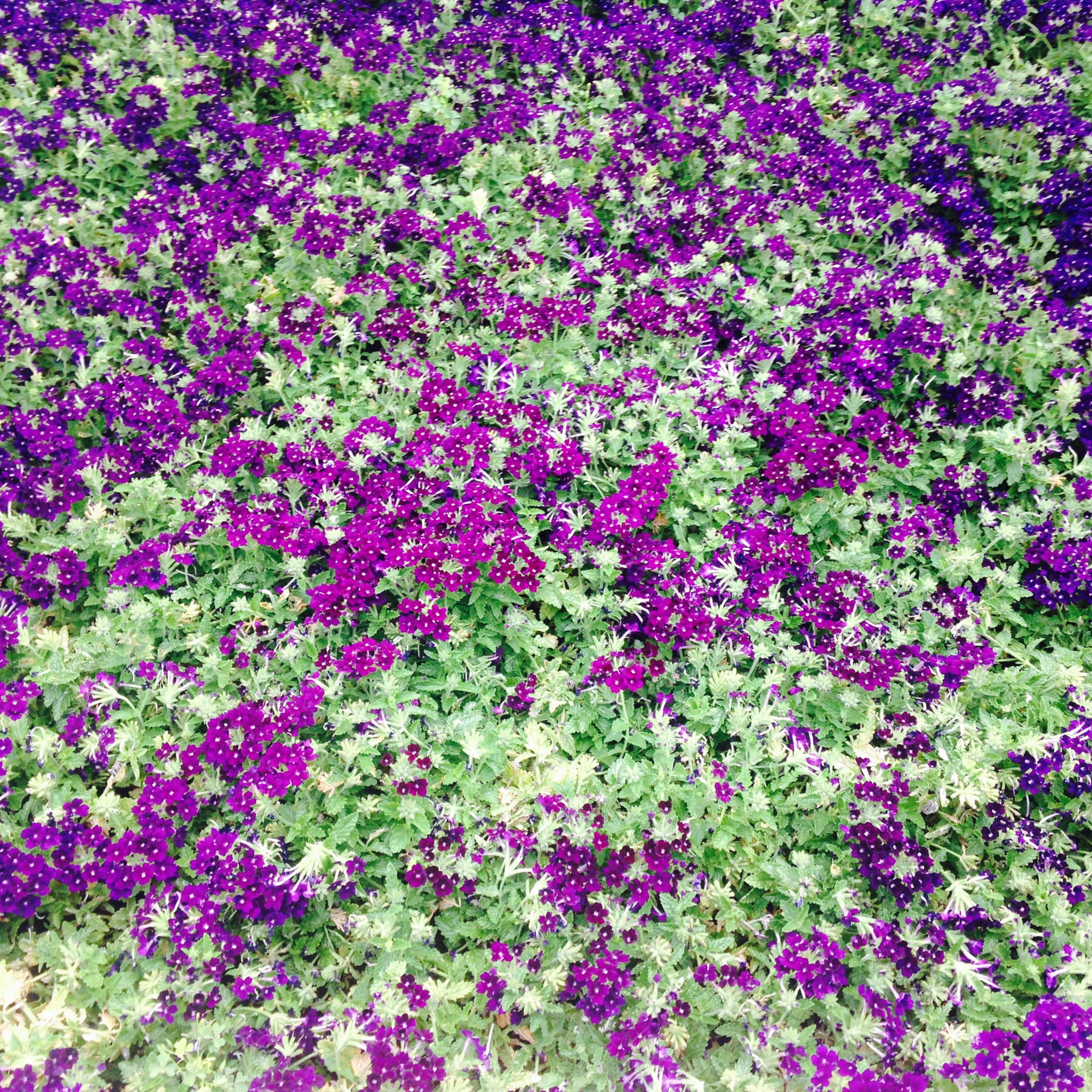 Flower Garden artwork