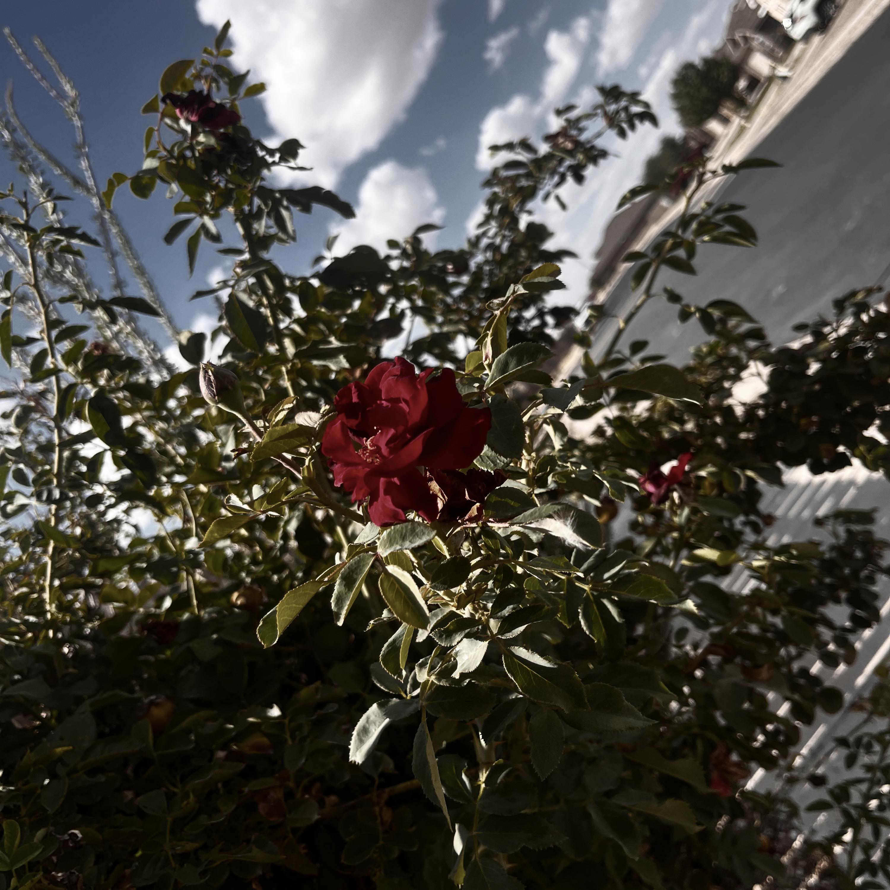 i jus wanna hear yo voice artwork