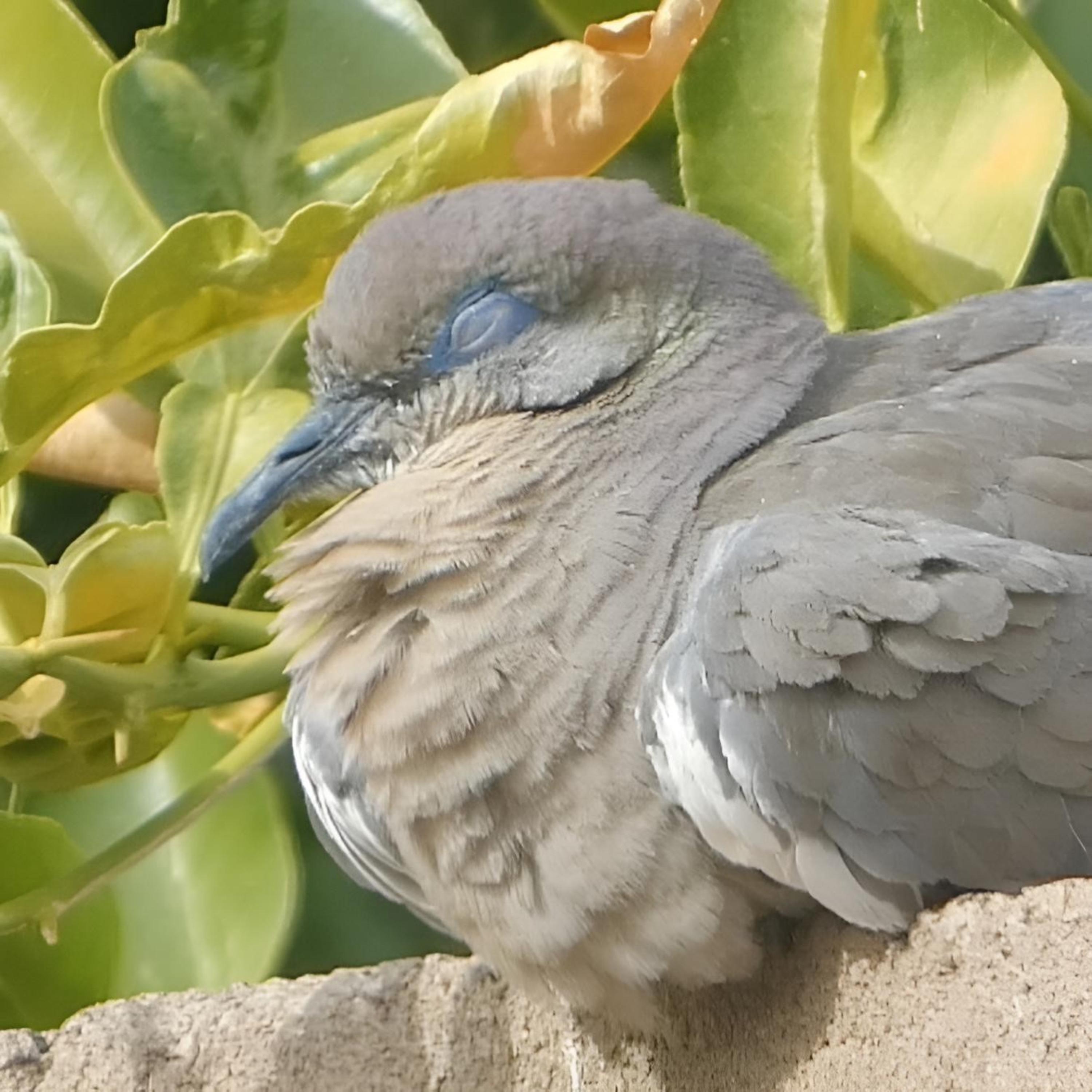A Dove Rests by DownBurst Media Kids cover art