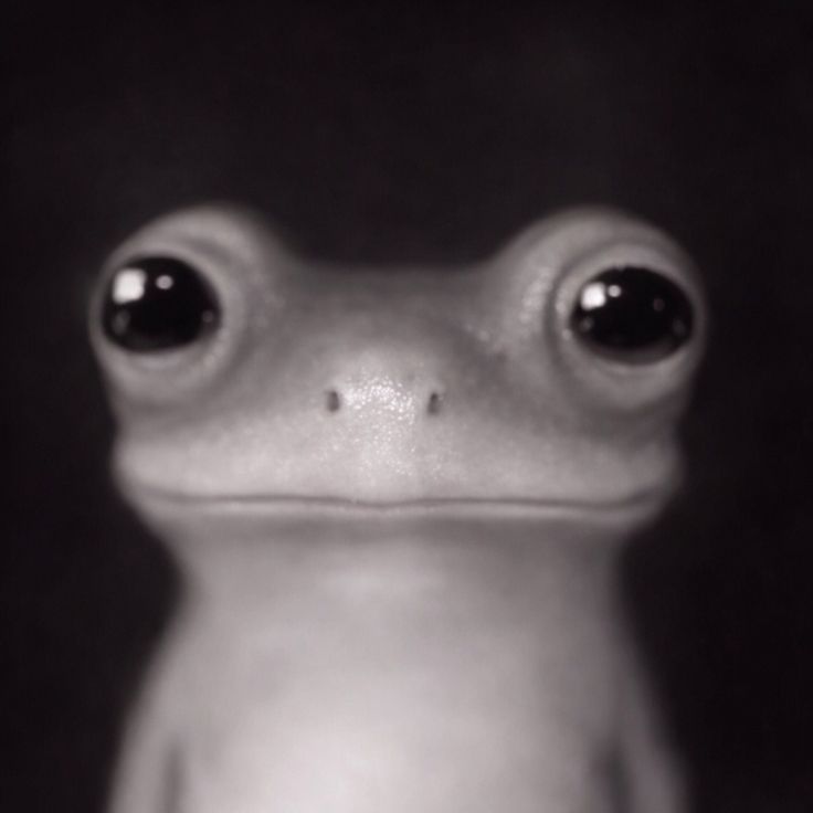 Seitro