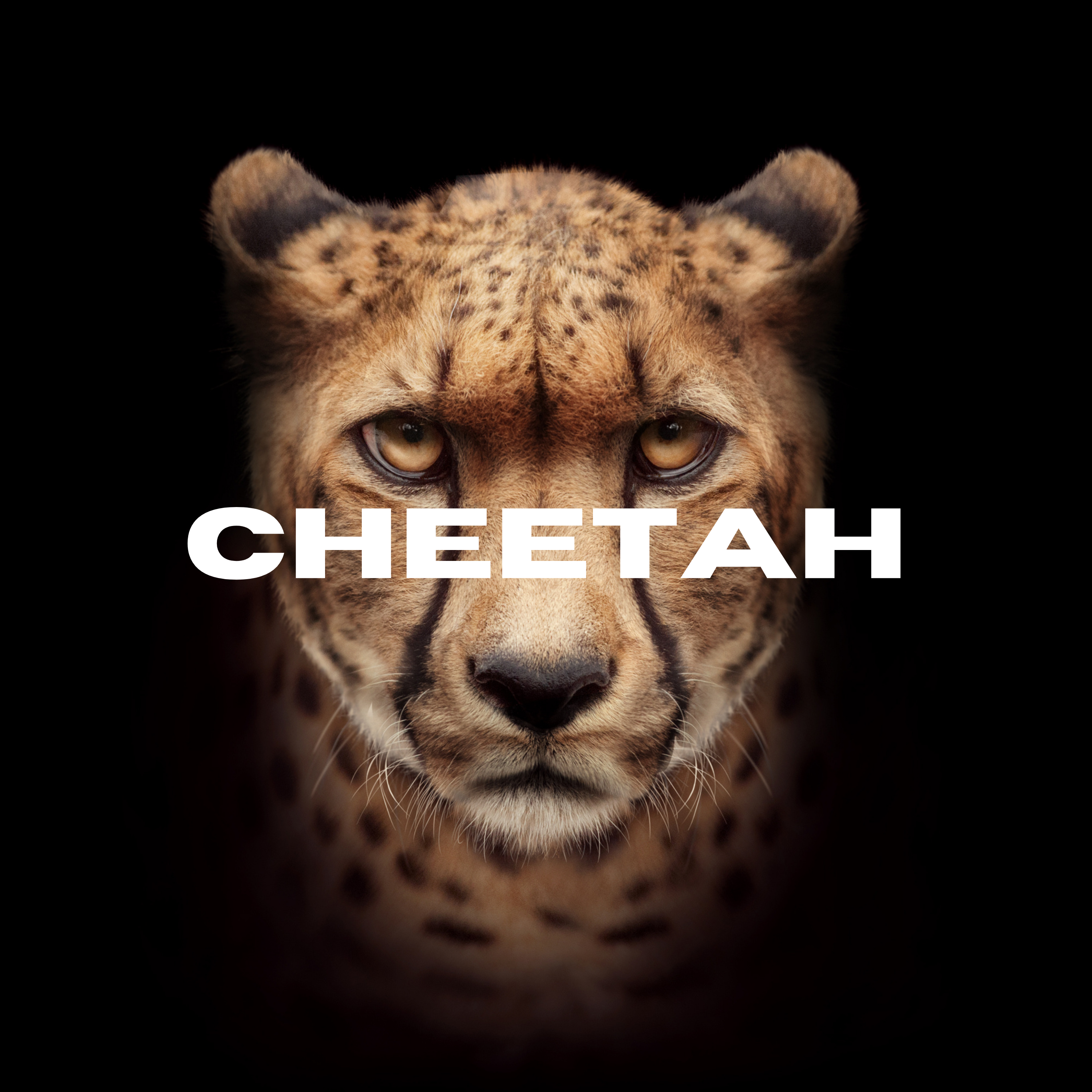 CHEETAH artwork