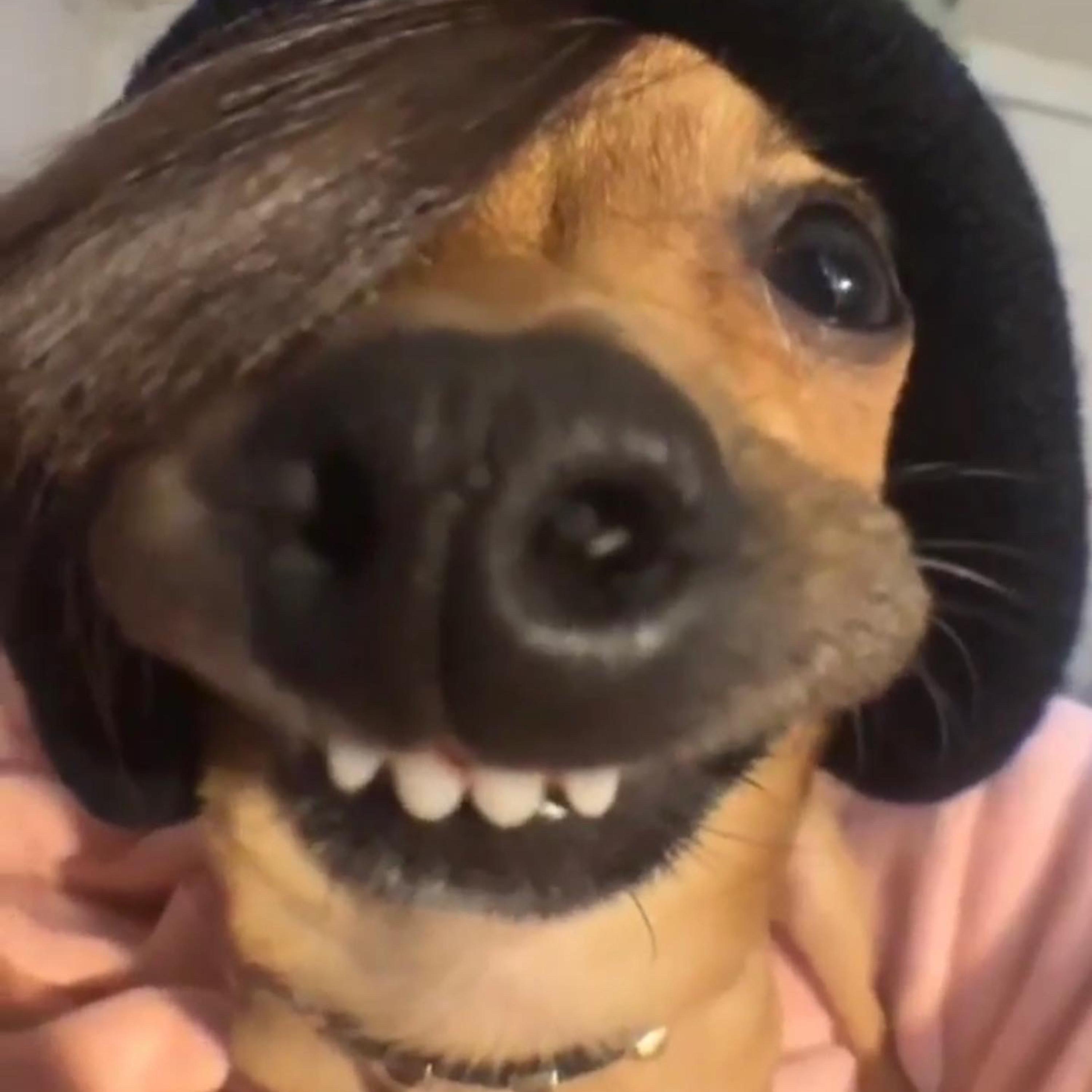 $hit for Shit artwork