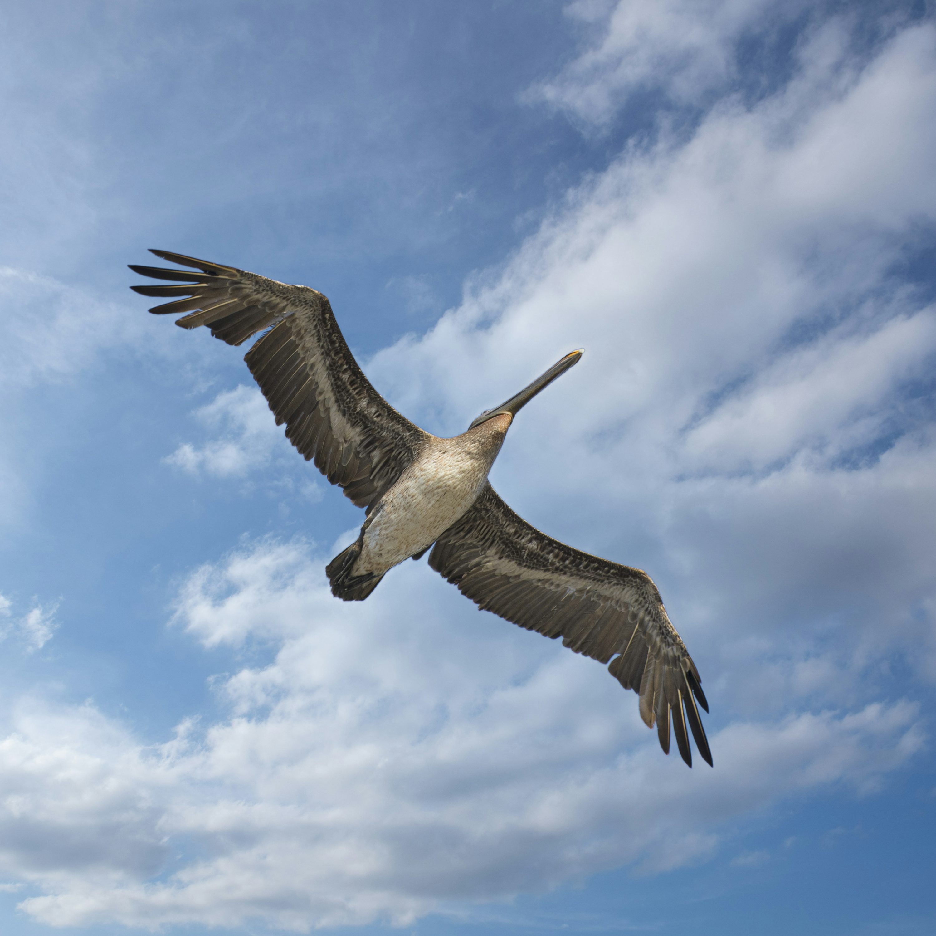Pelican by 4solid cover art