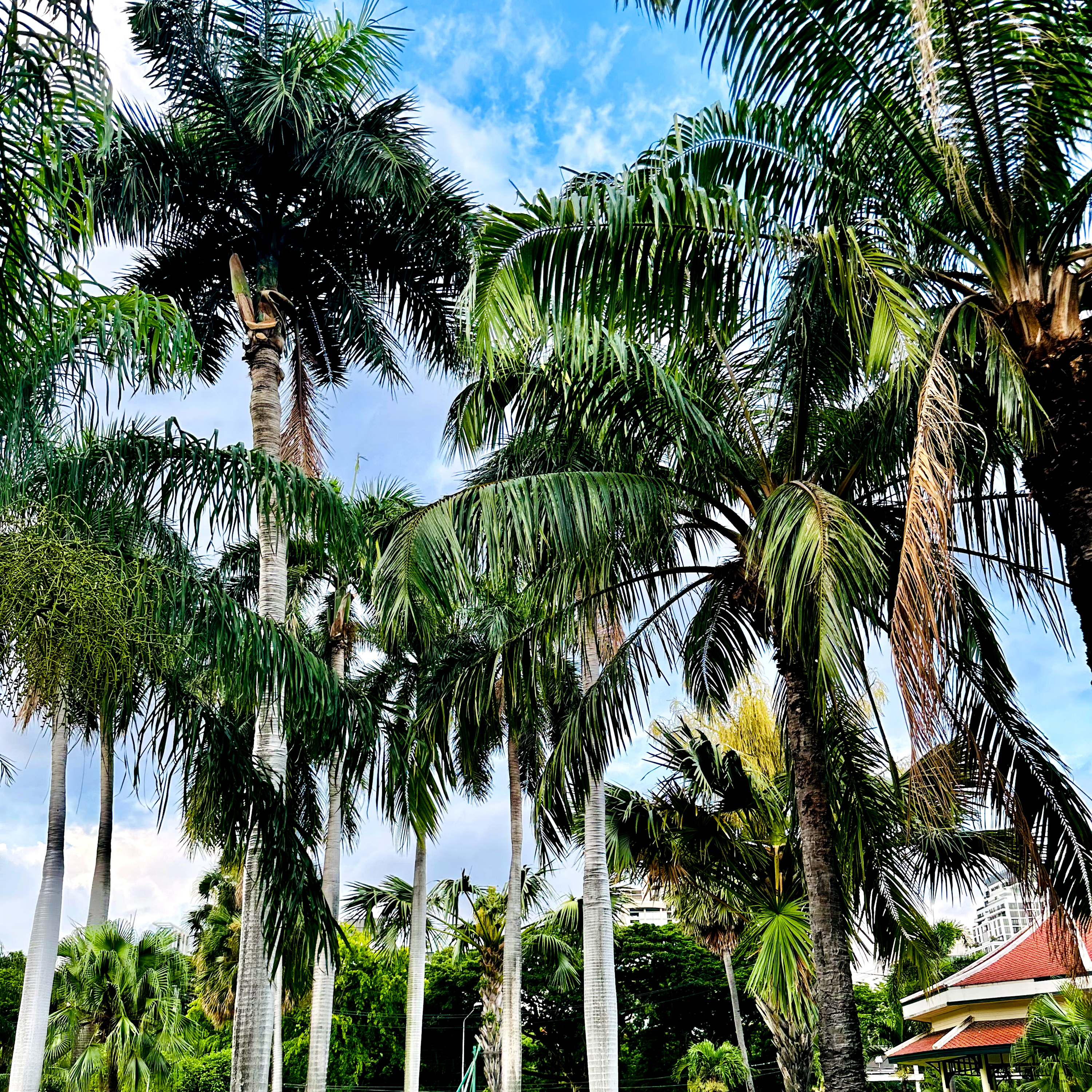 Fusion Craving artwork