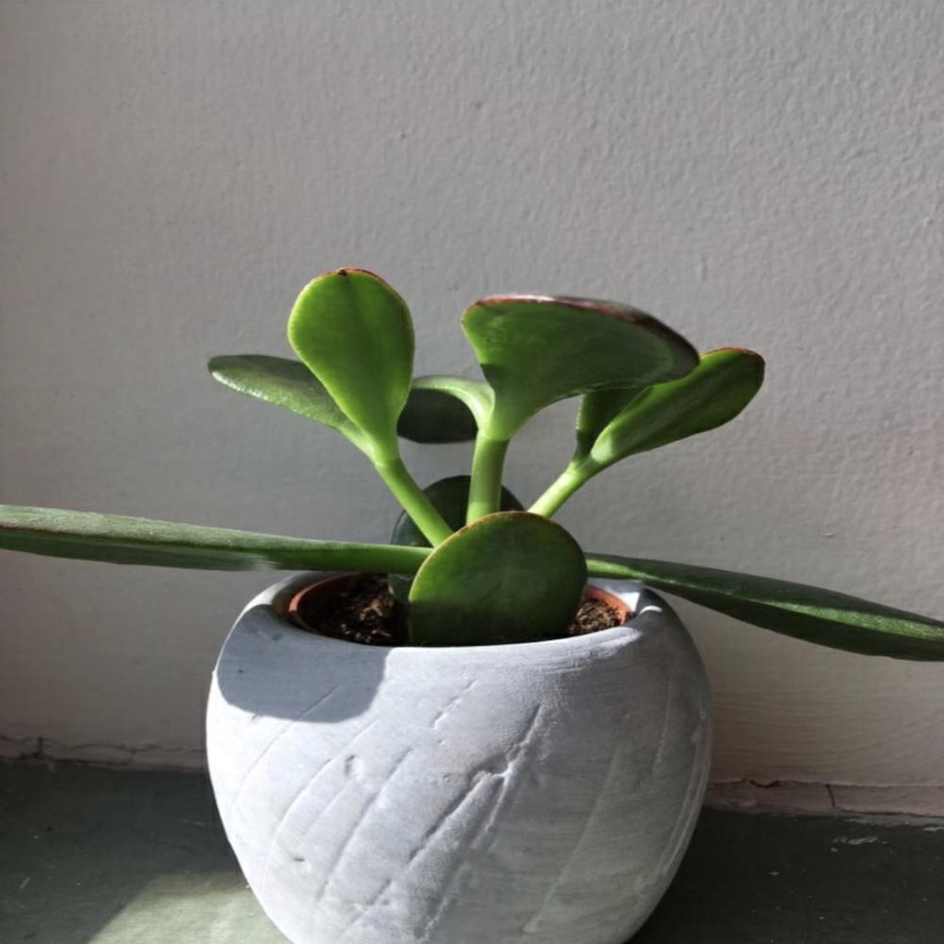 Flower Pot Rock artwork