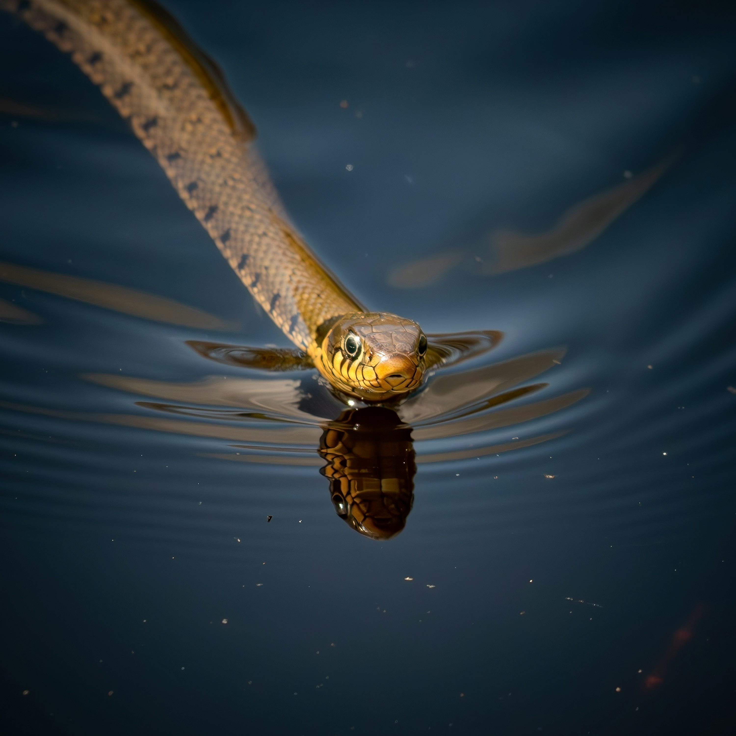 Snake In The Grass artwork