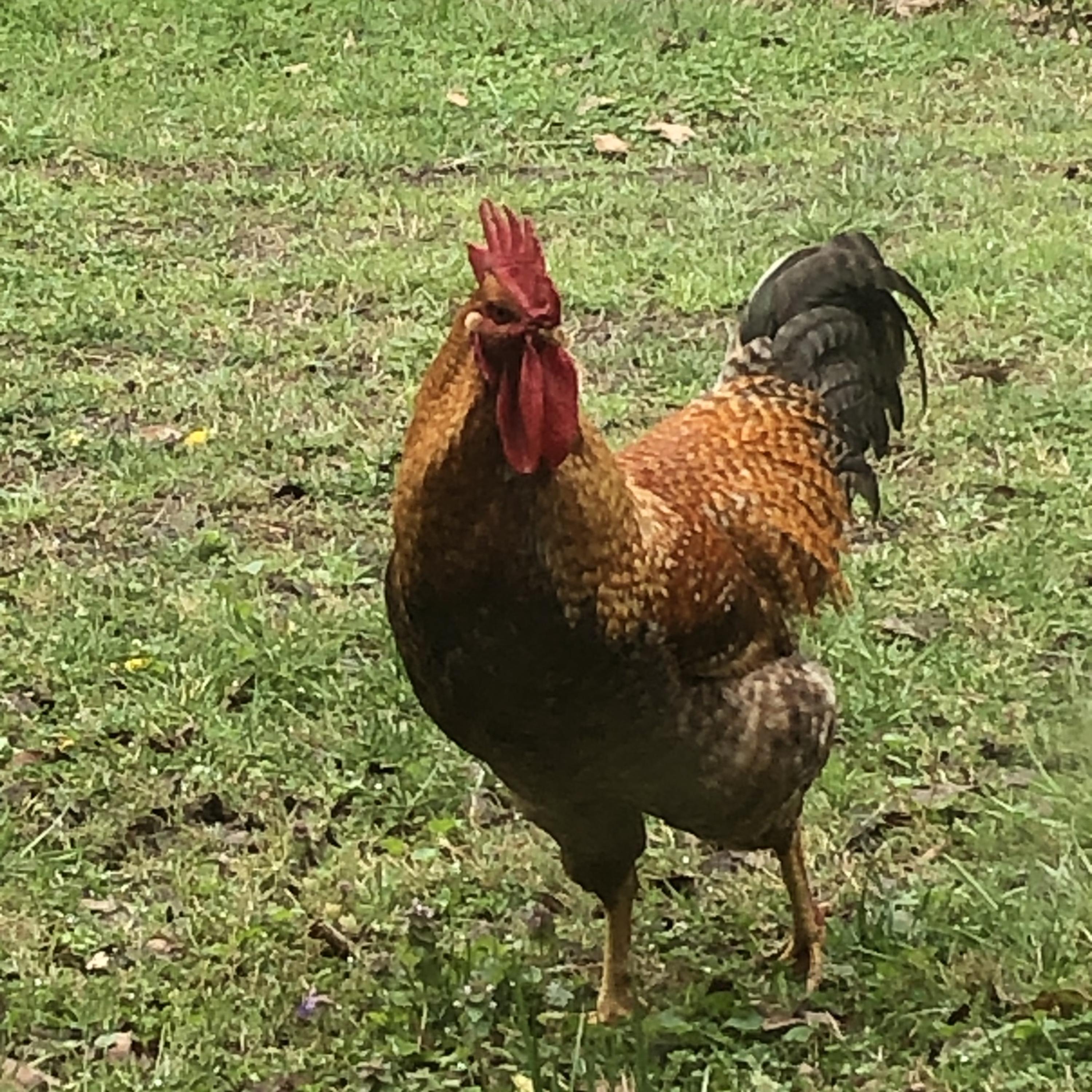 iPhone Don’t Listen, And I’m Salty About It artwork