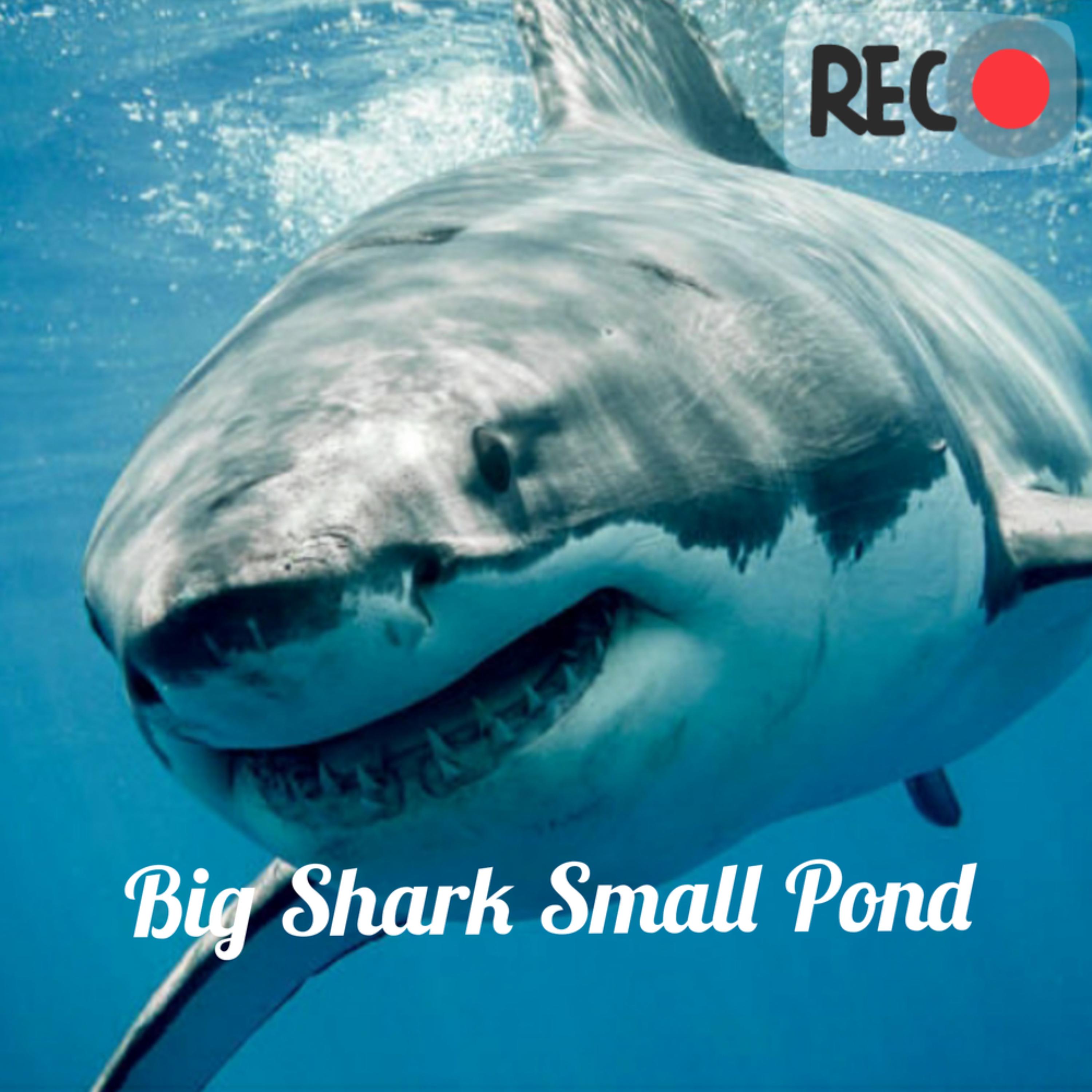 Big Shark Small Pond artwork