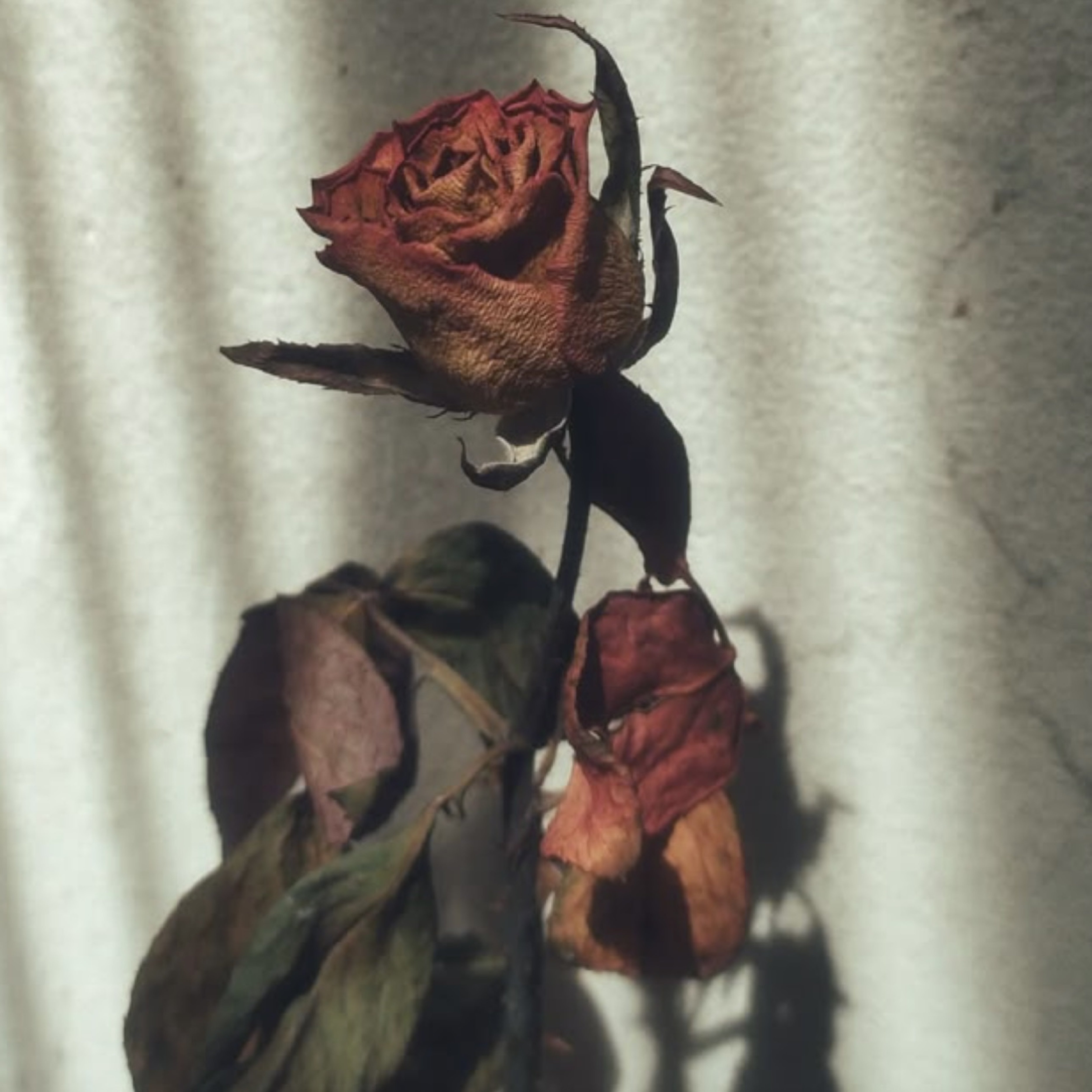 WISH YOU WELL artwork