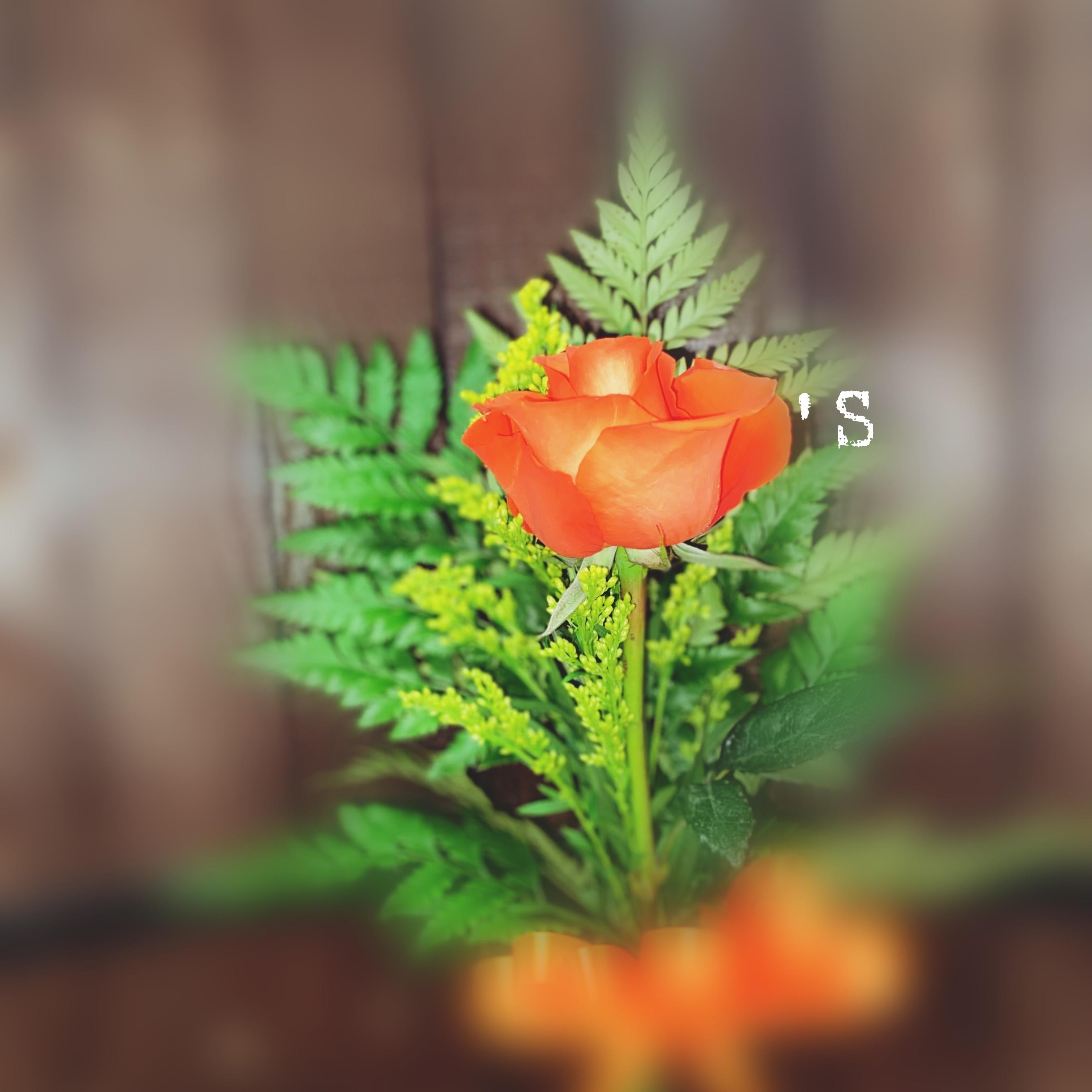 Roses artwork