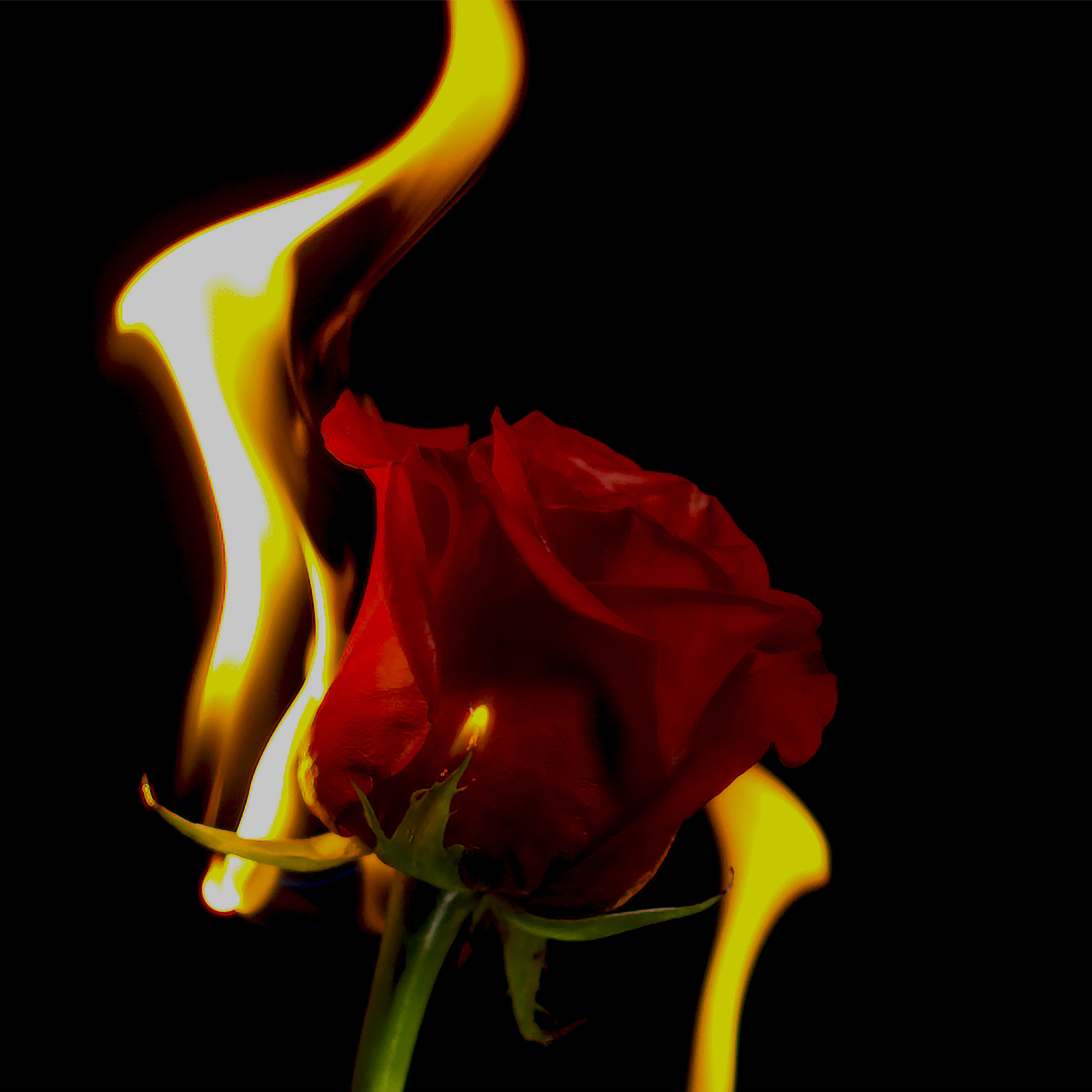 Growing Pains artwork