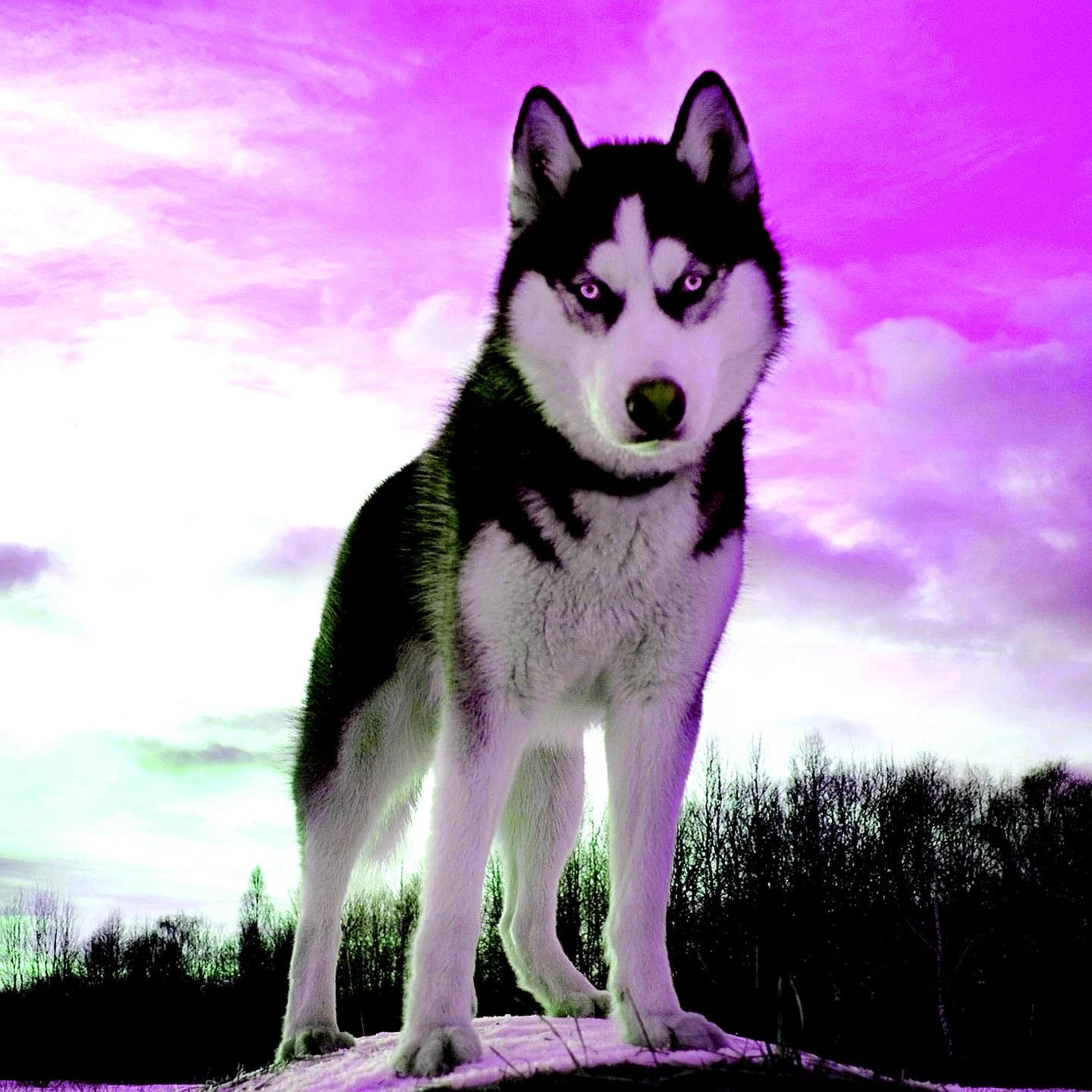 I'm Danny Phantom artwork