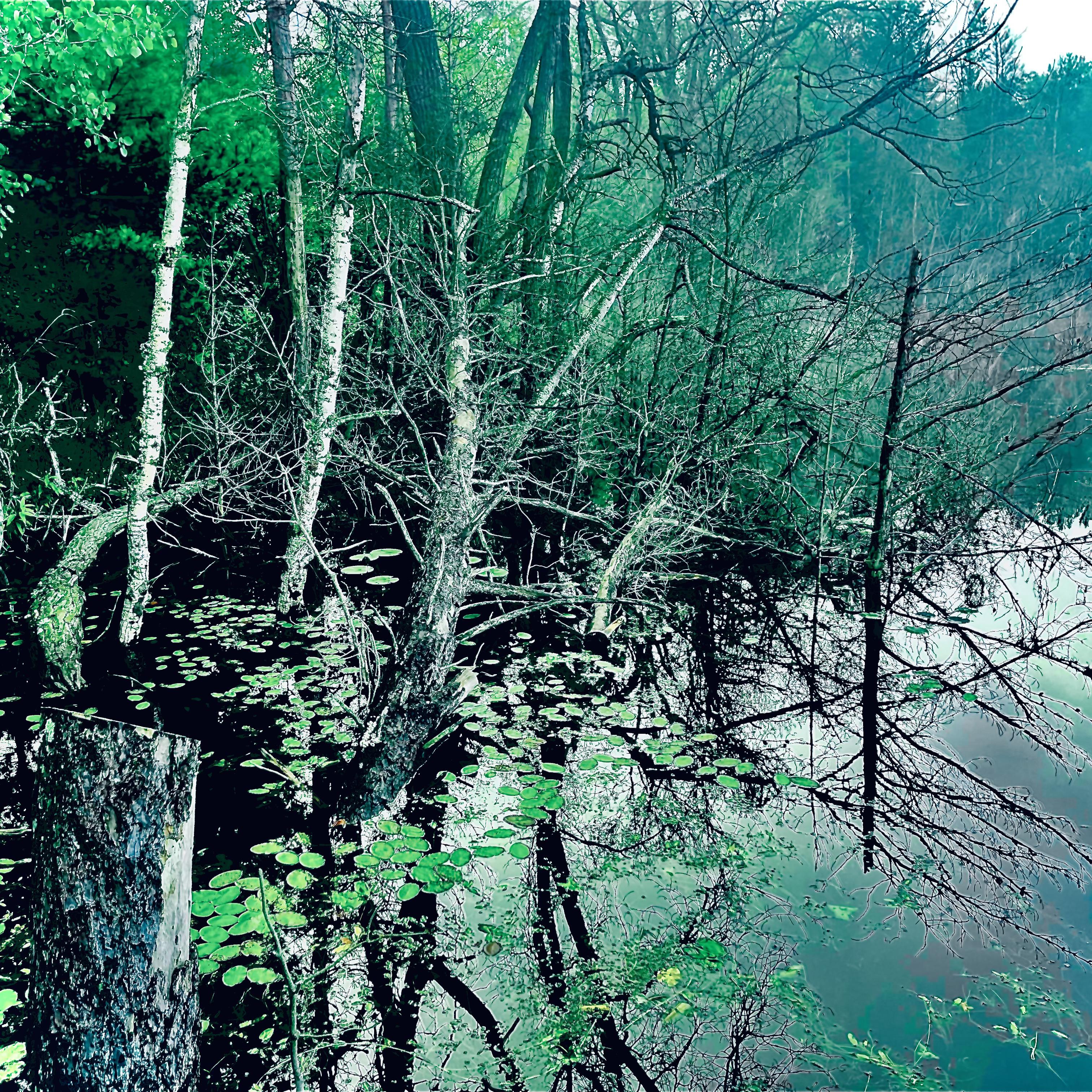 Forest Walk artwork