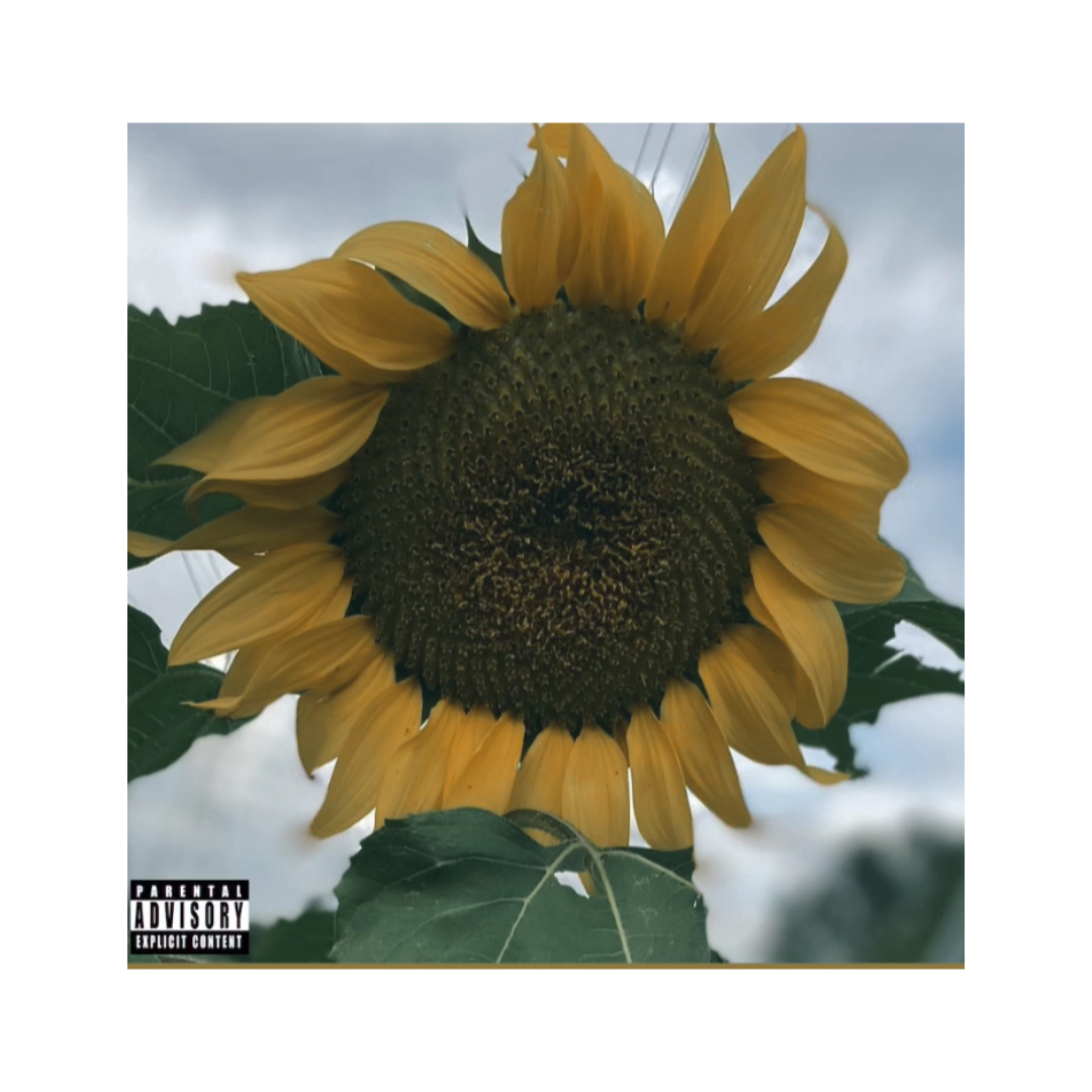 Sunflower artwork