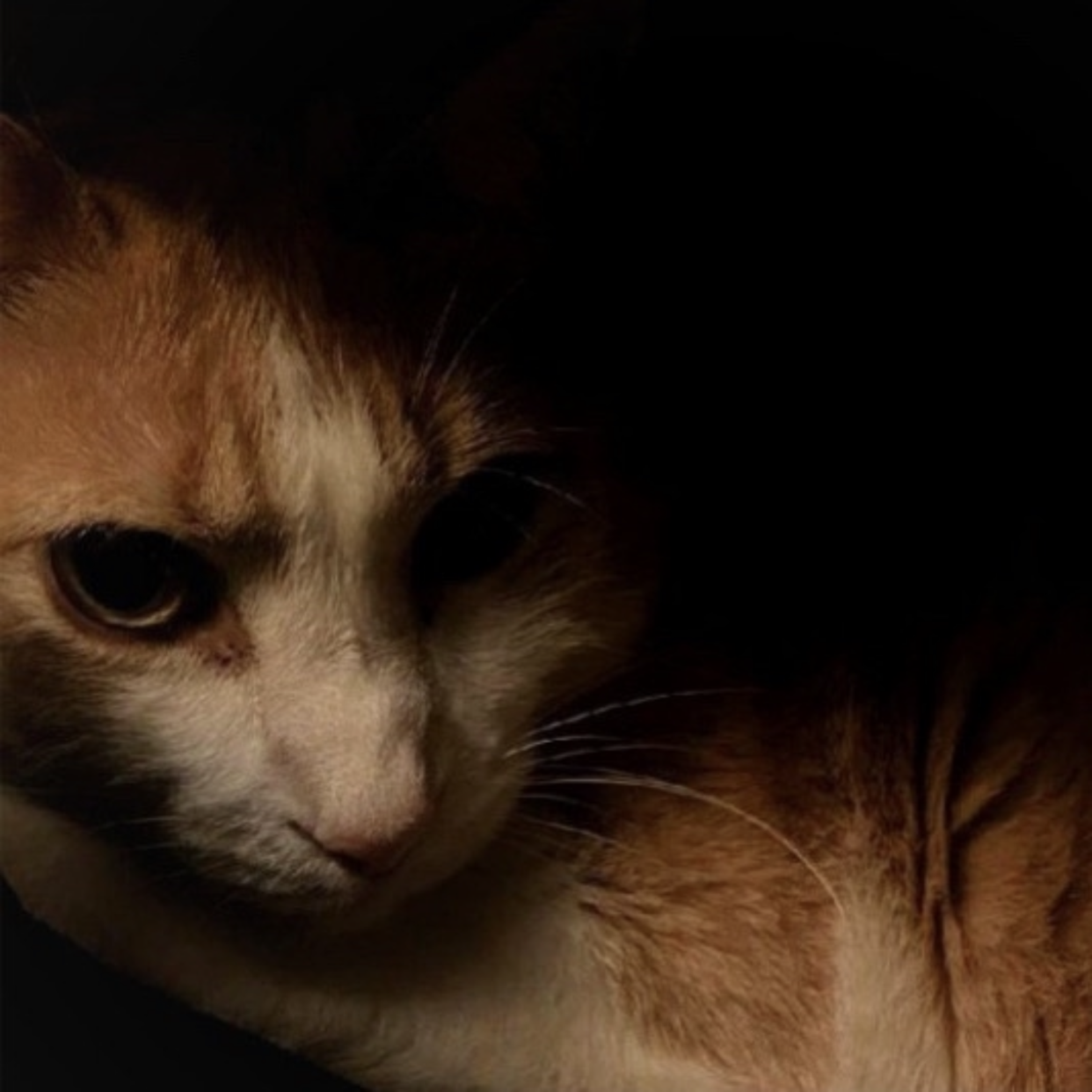 Nocturnal Animal artwork