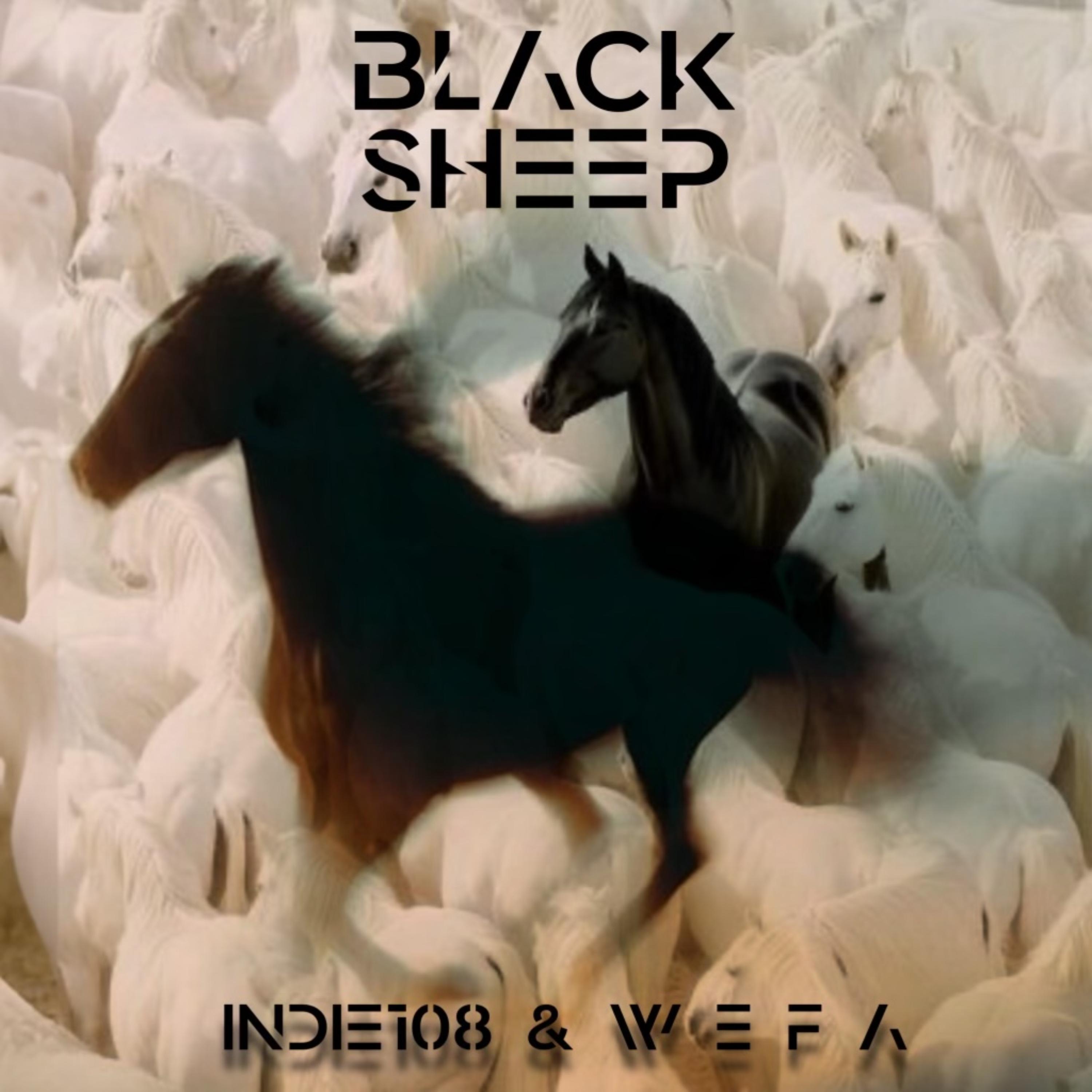 BLACK SHEEP artwork