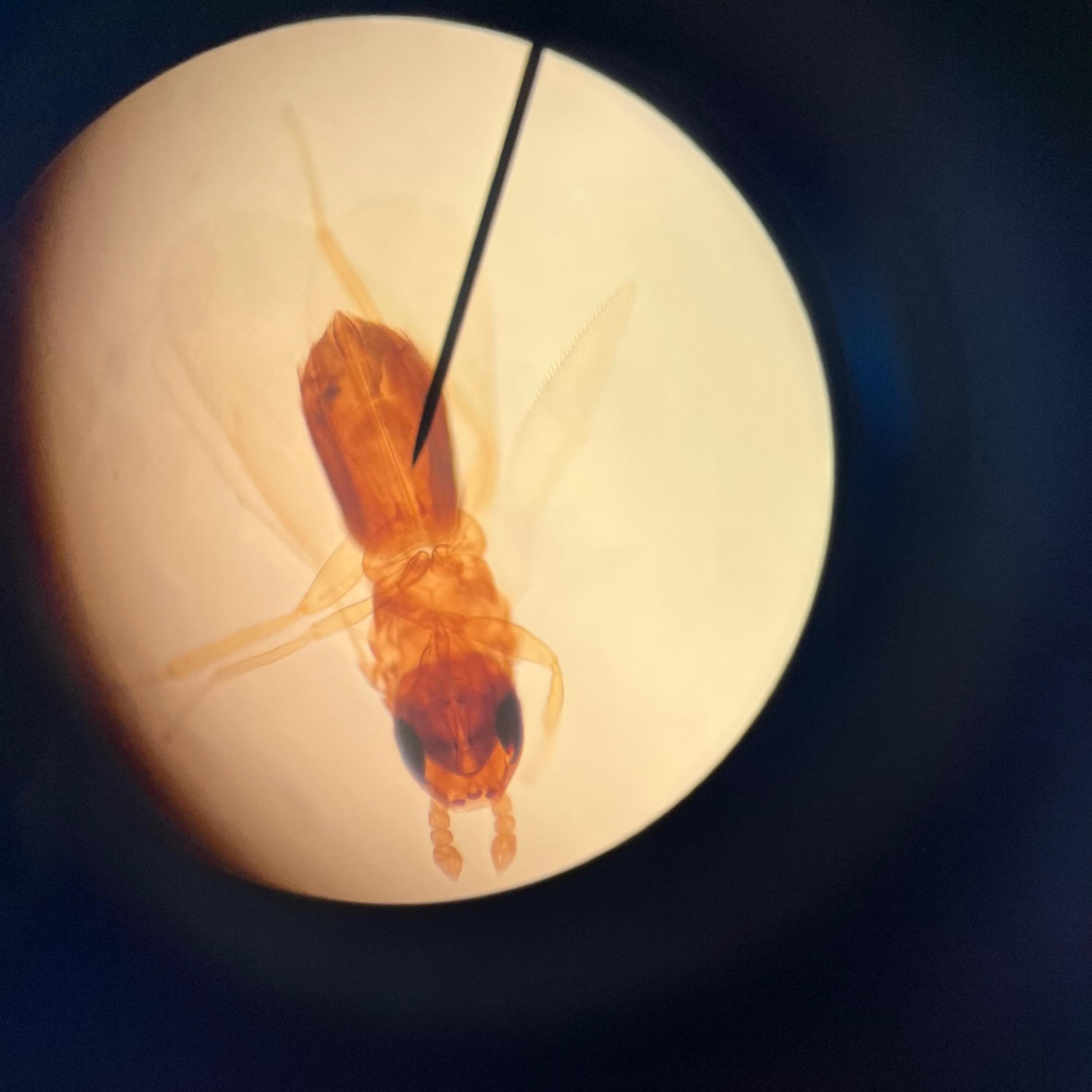 Beer Pong And Champagne artwork