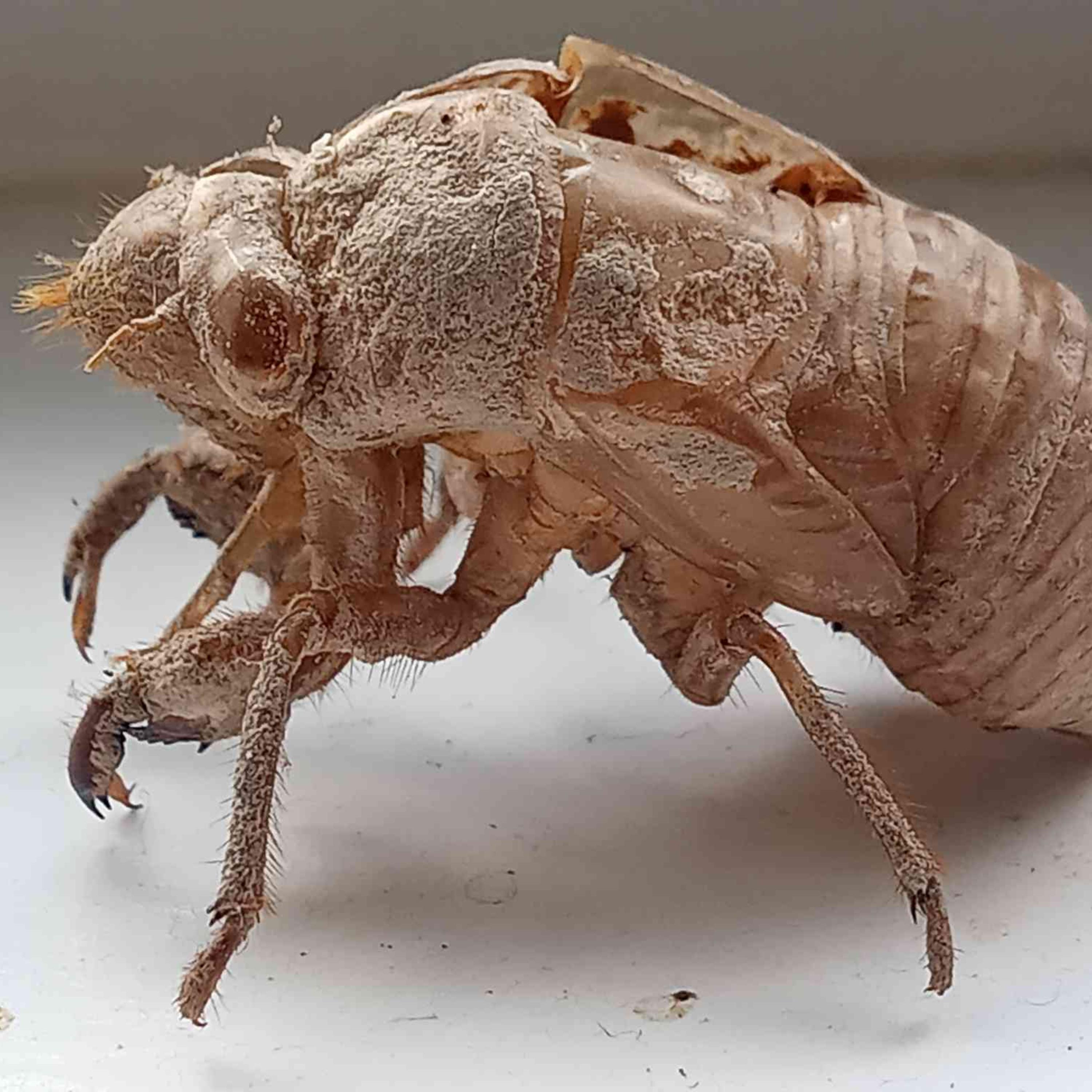 Cicadas artwork