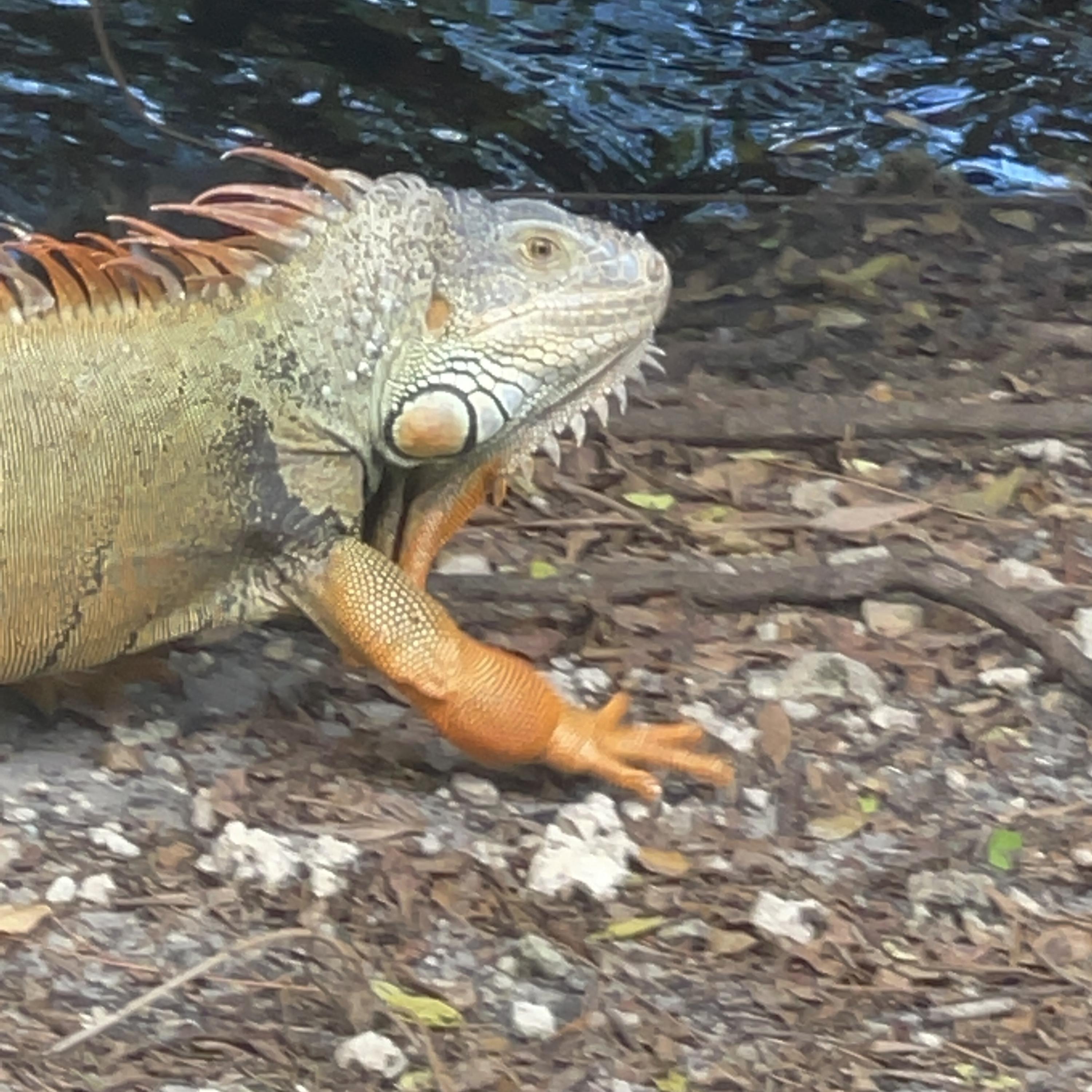 Rock At The New Level artwork