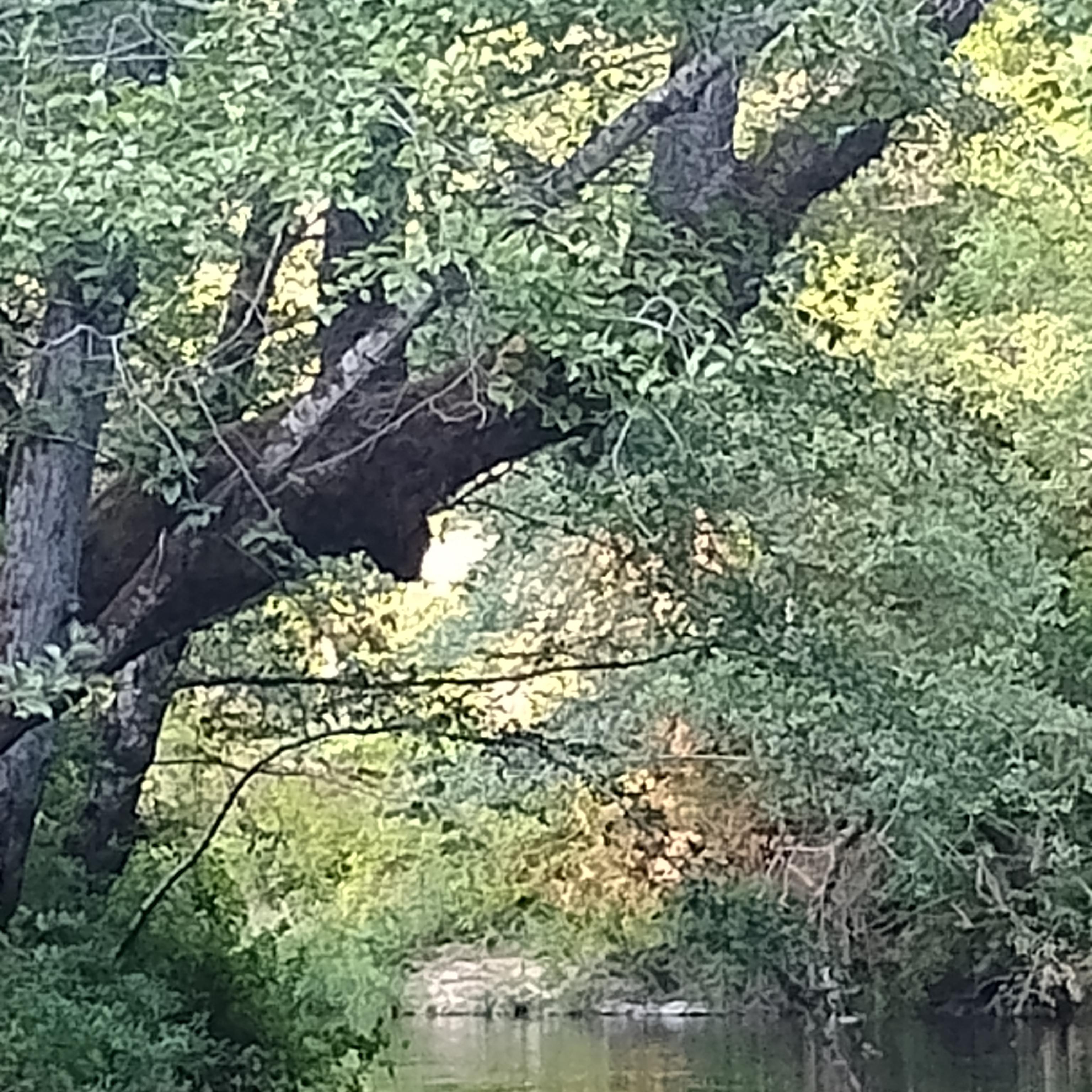 River Of Life! artwork