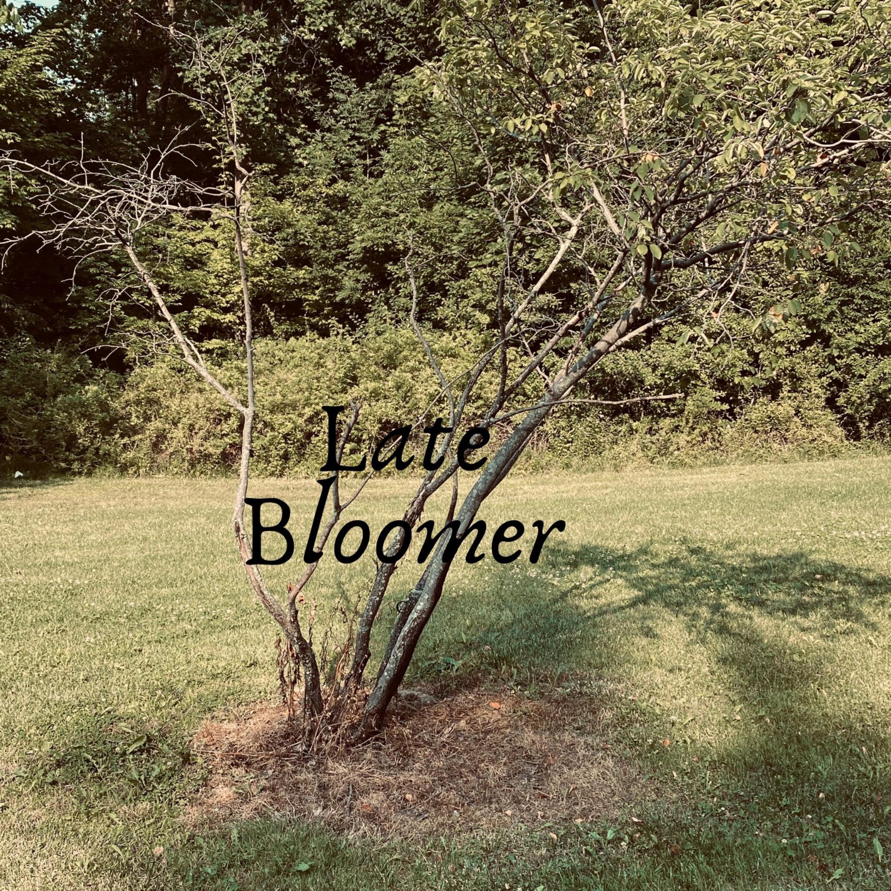 Late Bloomer artwork
