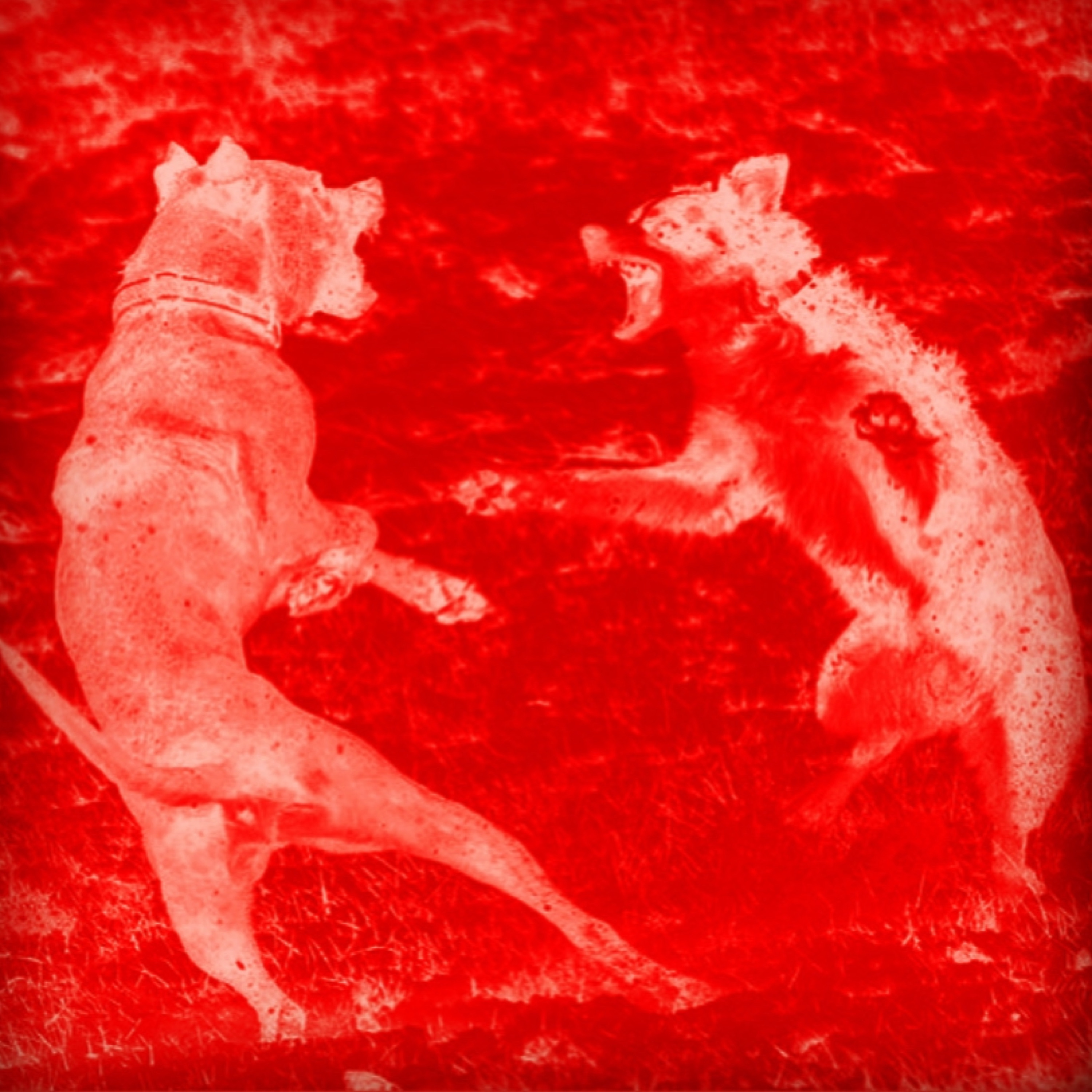 DOGS artwork