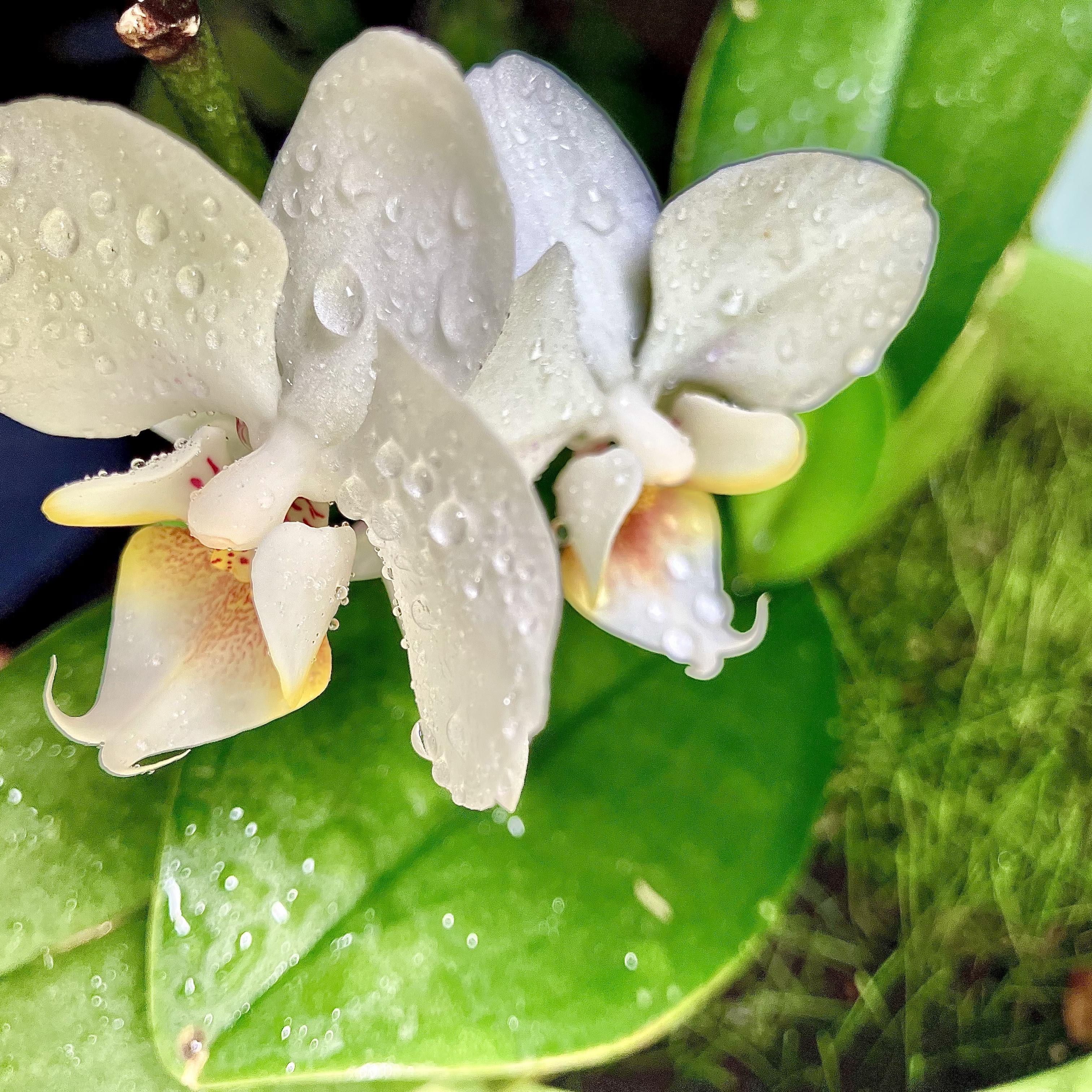 She Don’t Wanna artwork