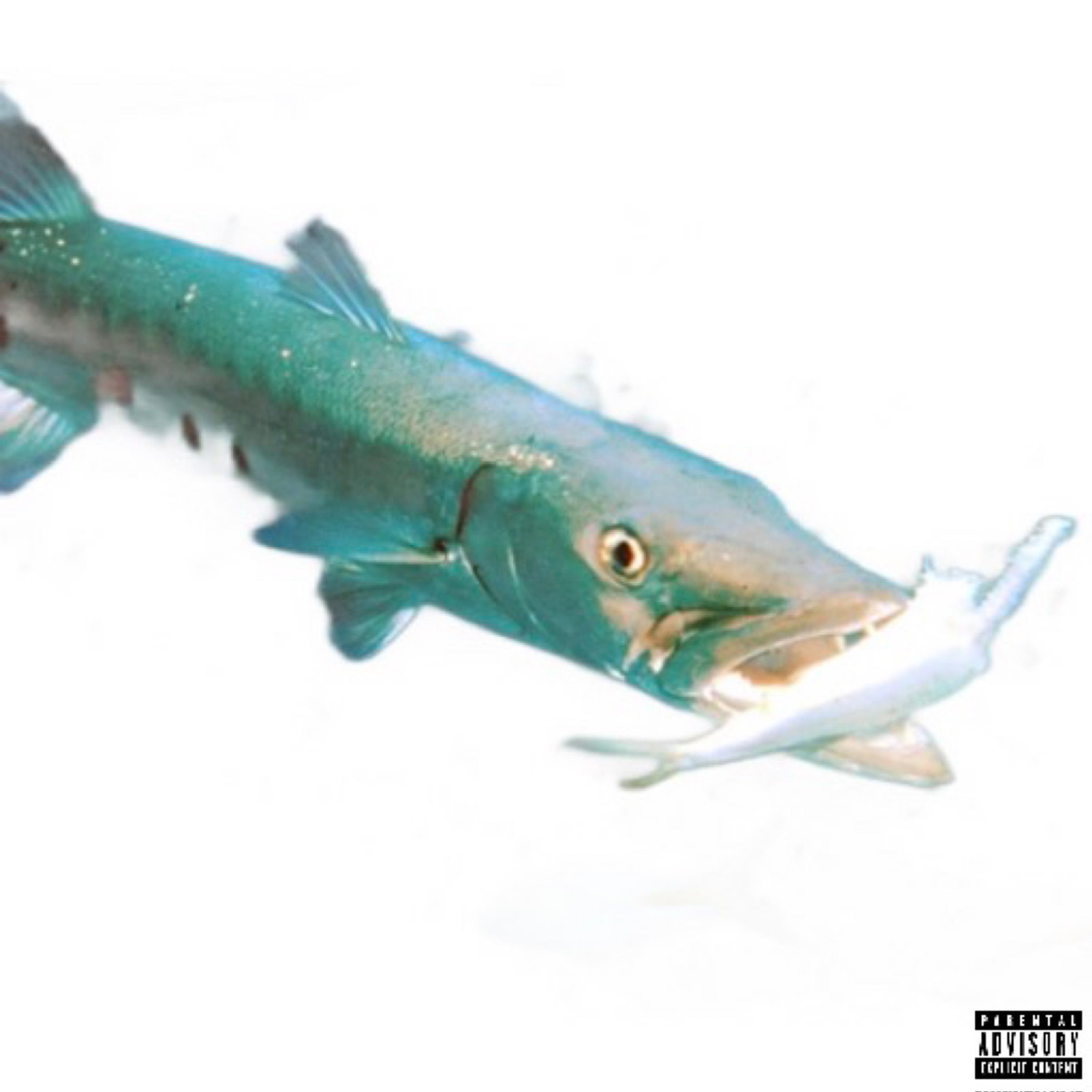 BARRACUDA artwork