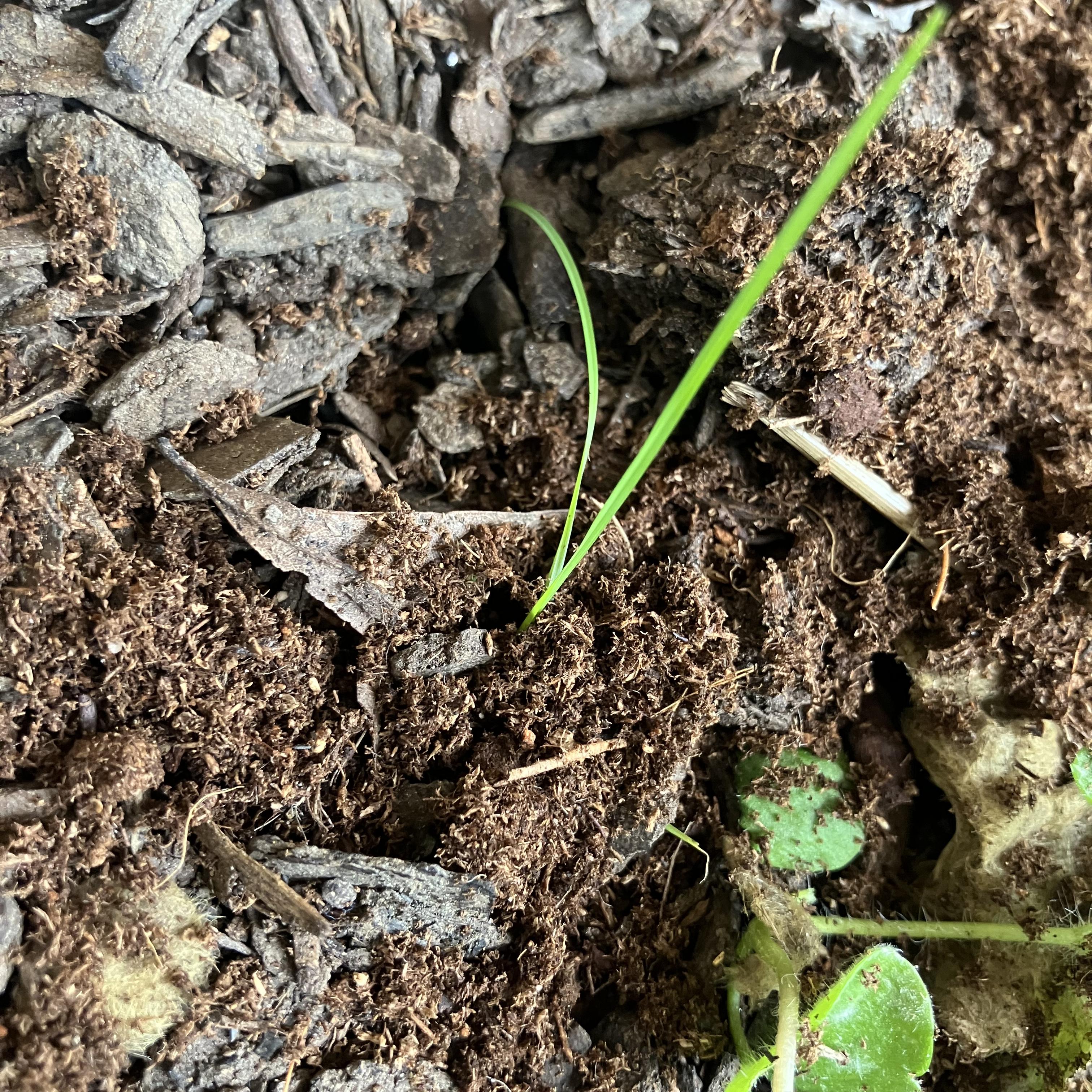 Shattered Glow artwork