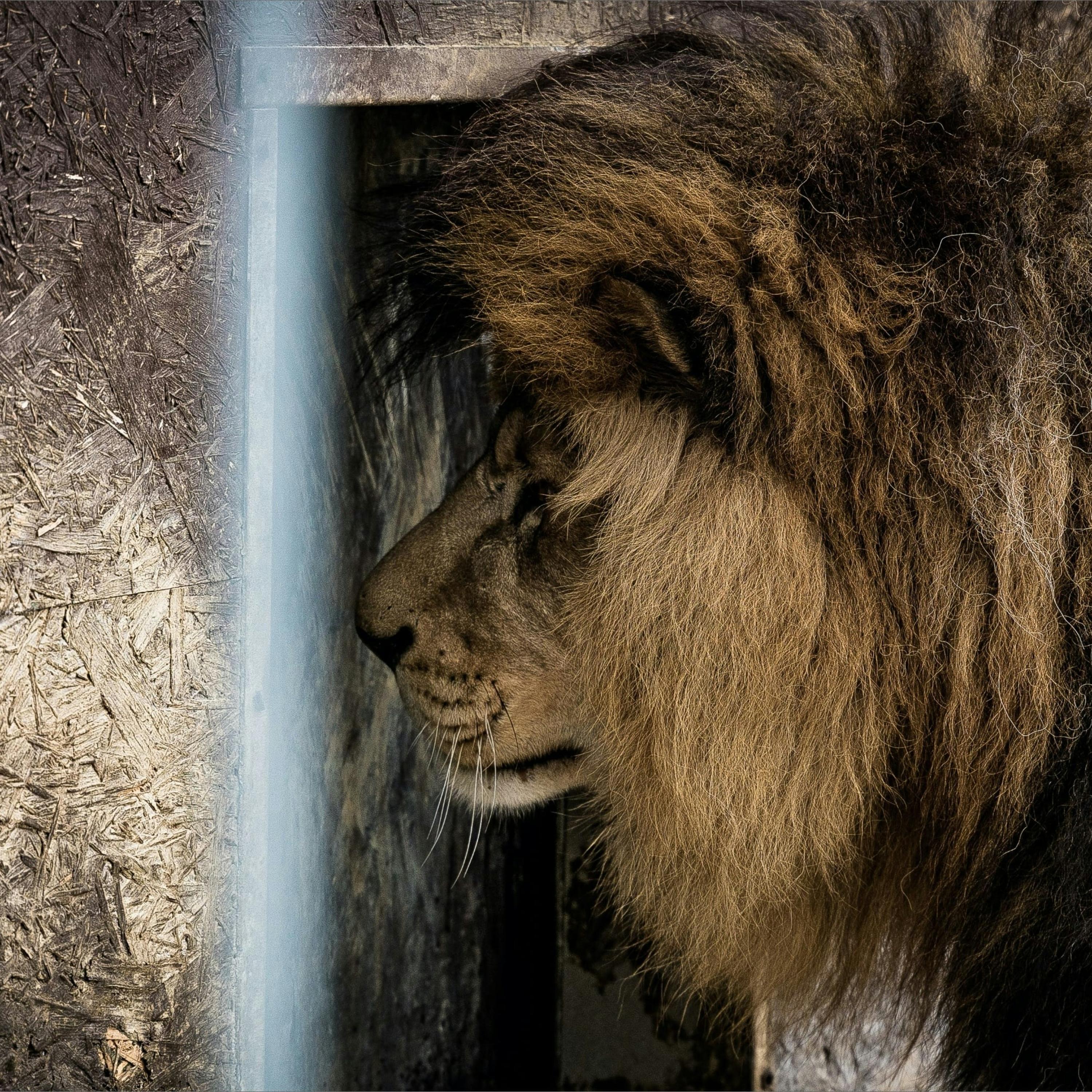 Face-the-Mirror artwork