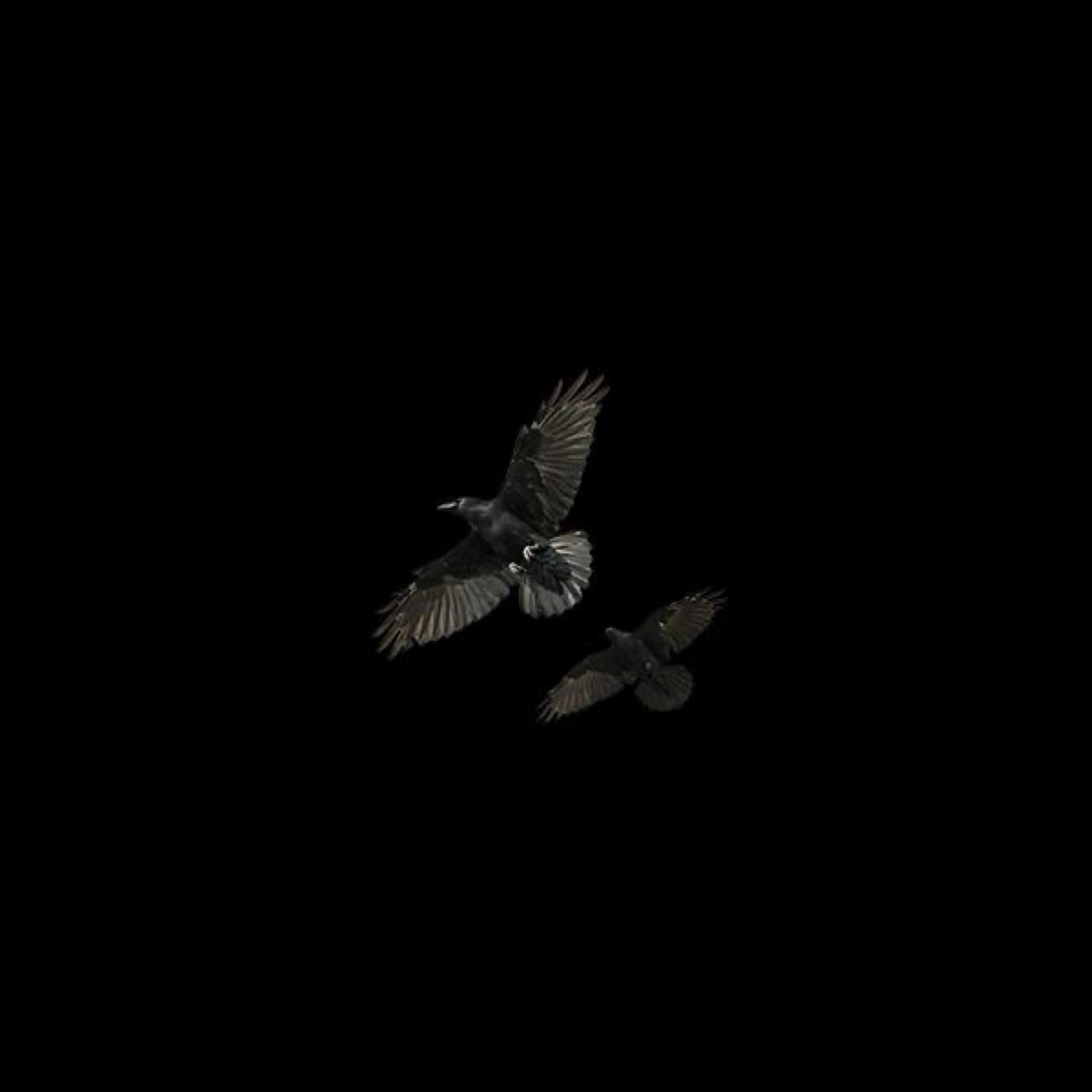 SCAVENGING by SUMMER ALONE cover art