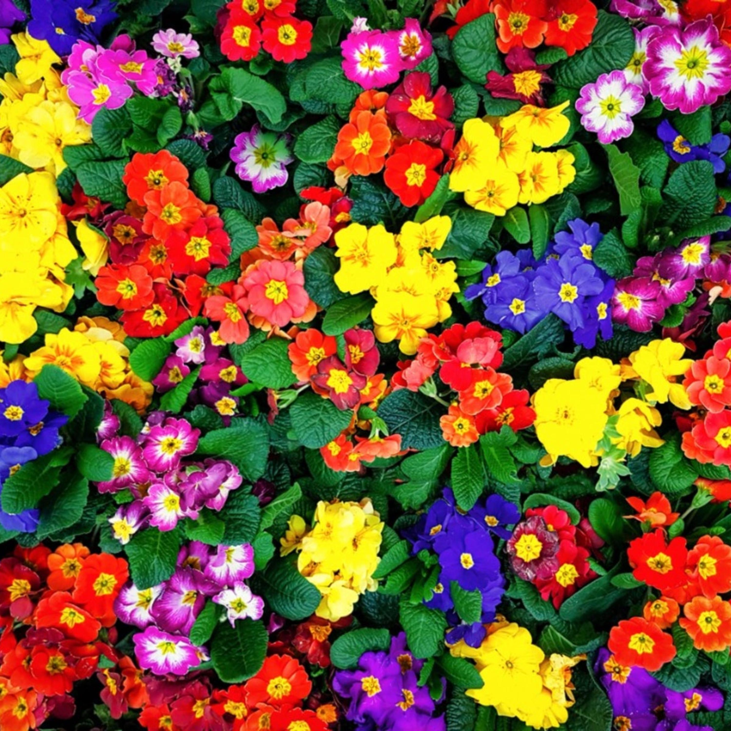 Flower Trilogy artwork
