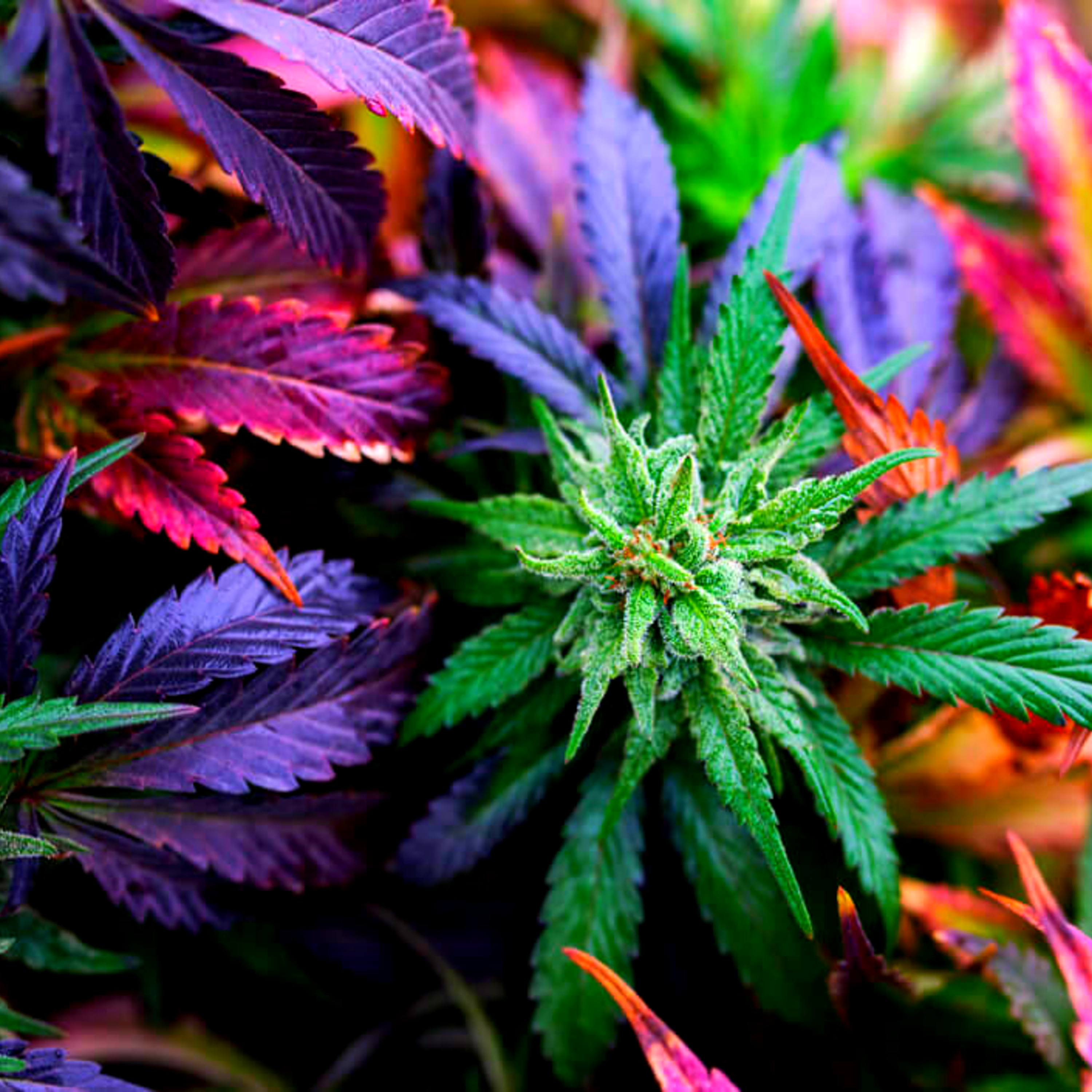 Mari Juana artwork