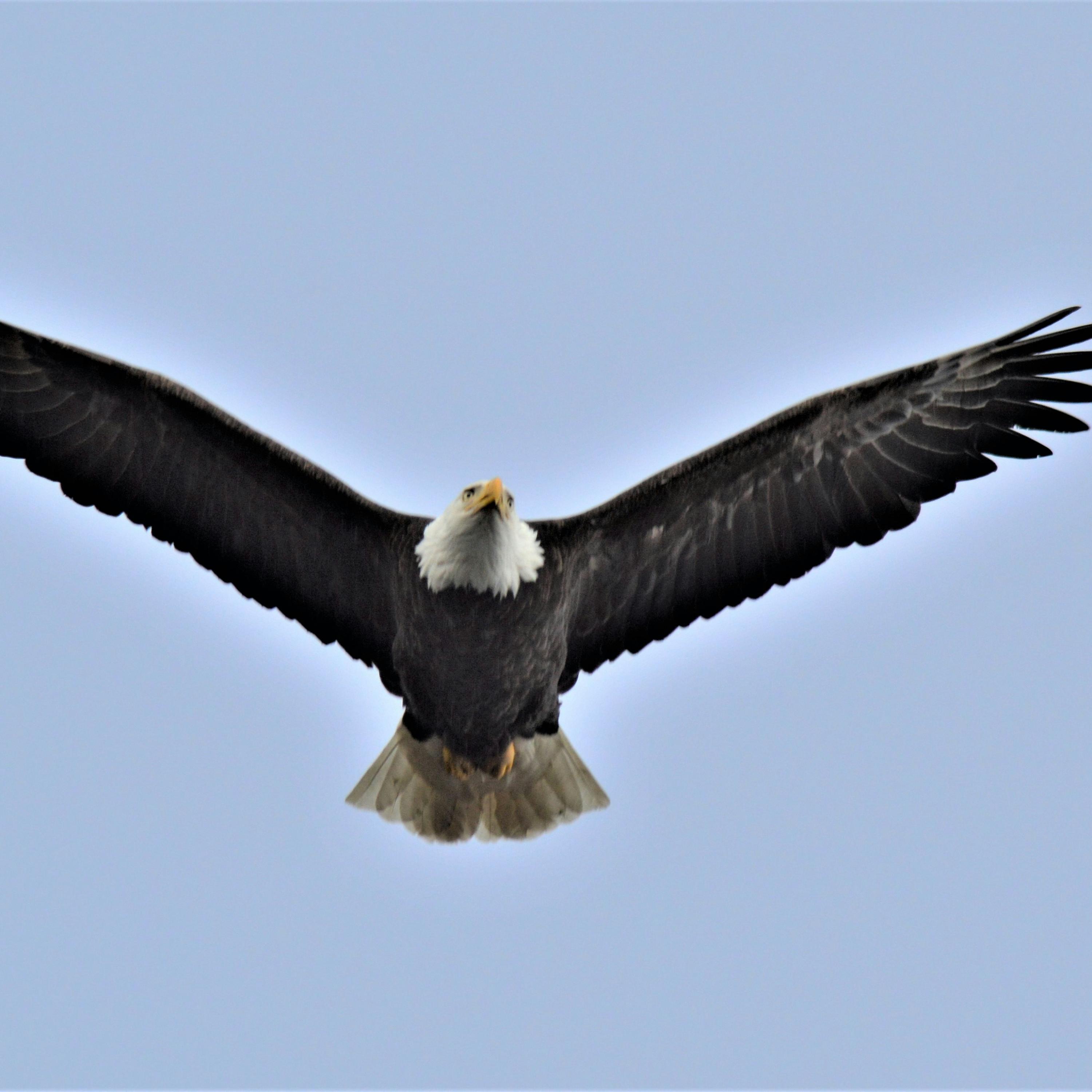 The Bald Eagle In Flight artwork