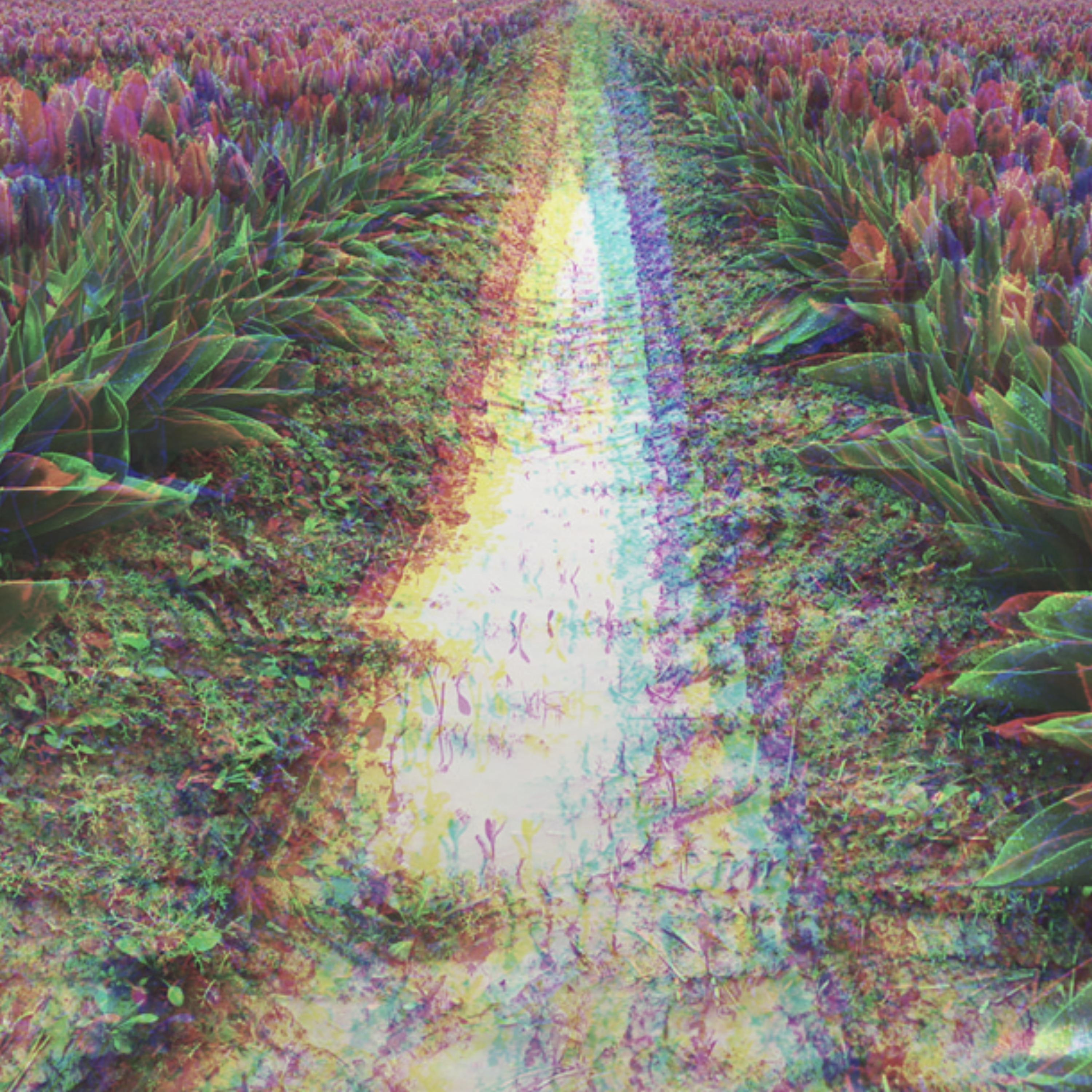 Through The Tulips by EVOL EVERYBODY cover art