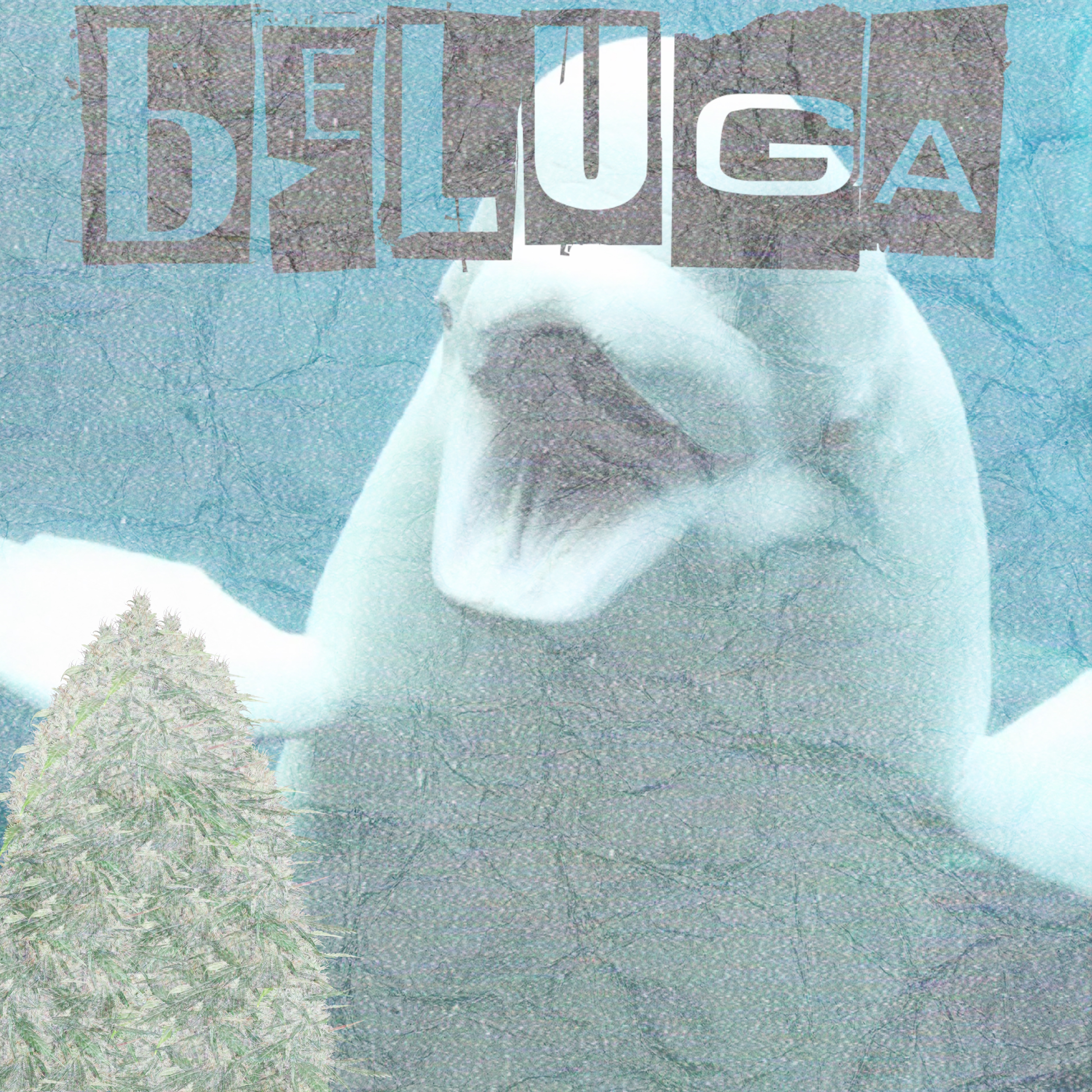 Beluga artwork