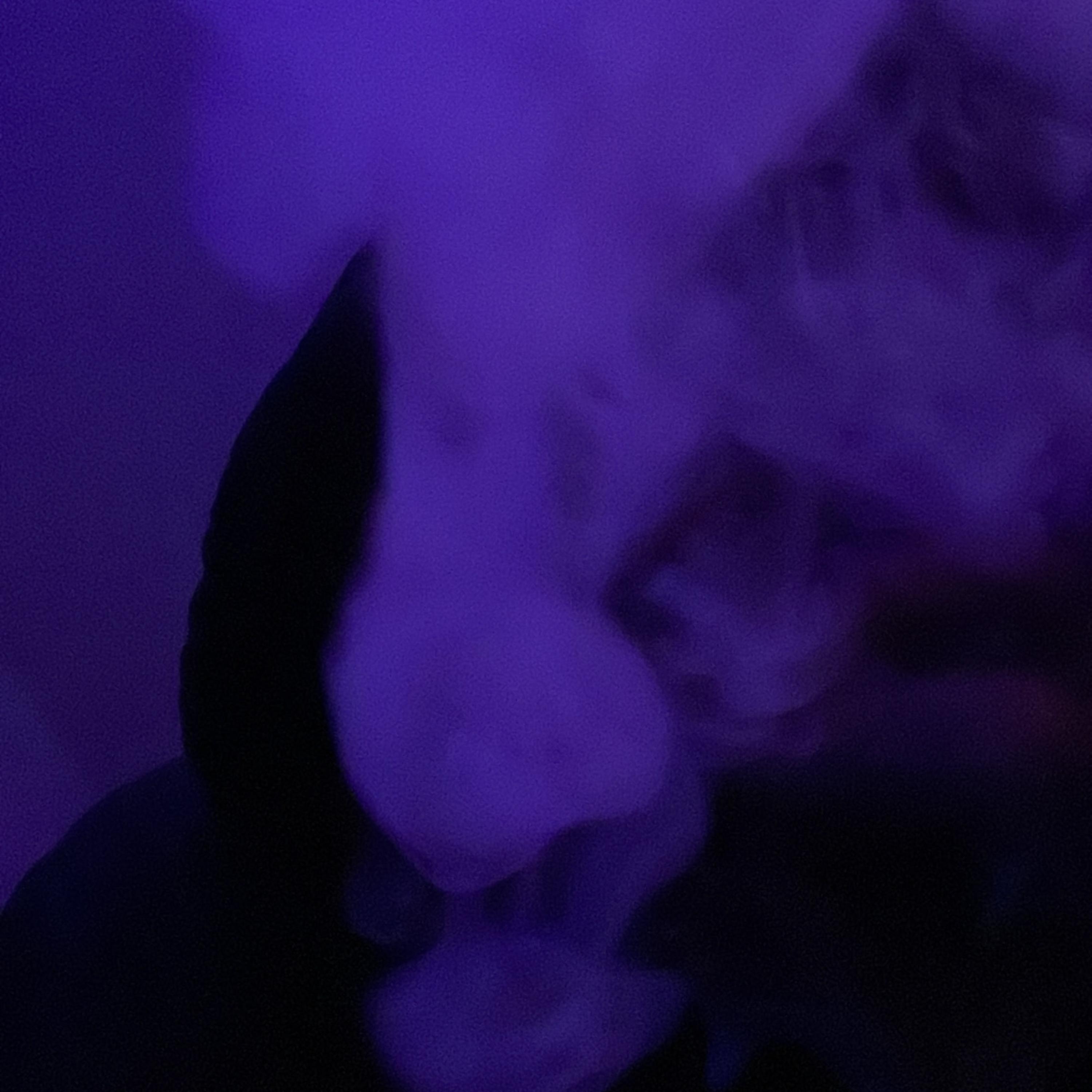 Solo Dolo artwork