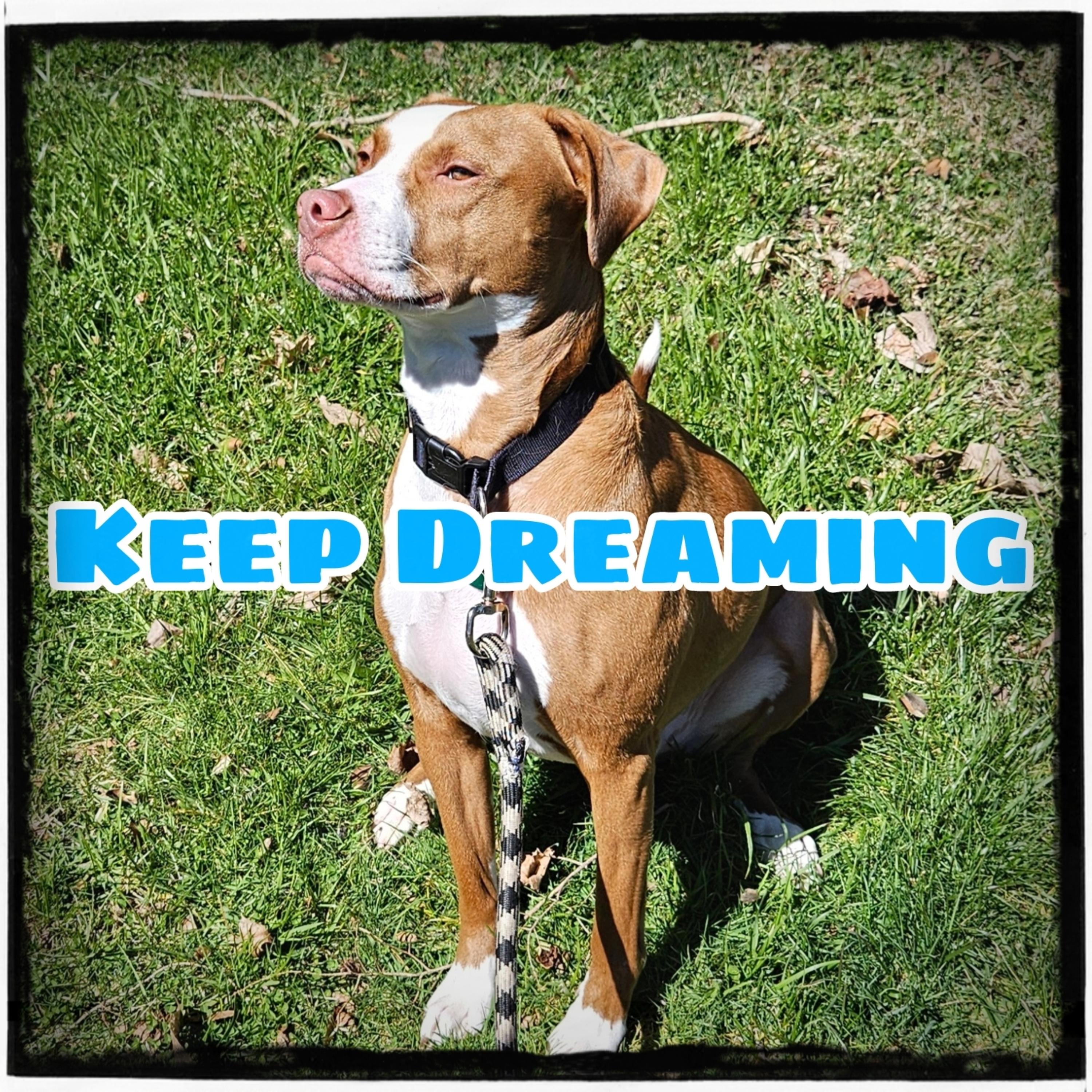Keep Dreaming artwork