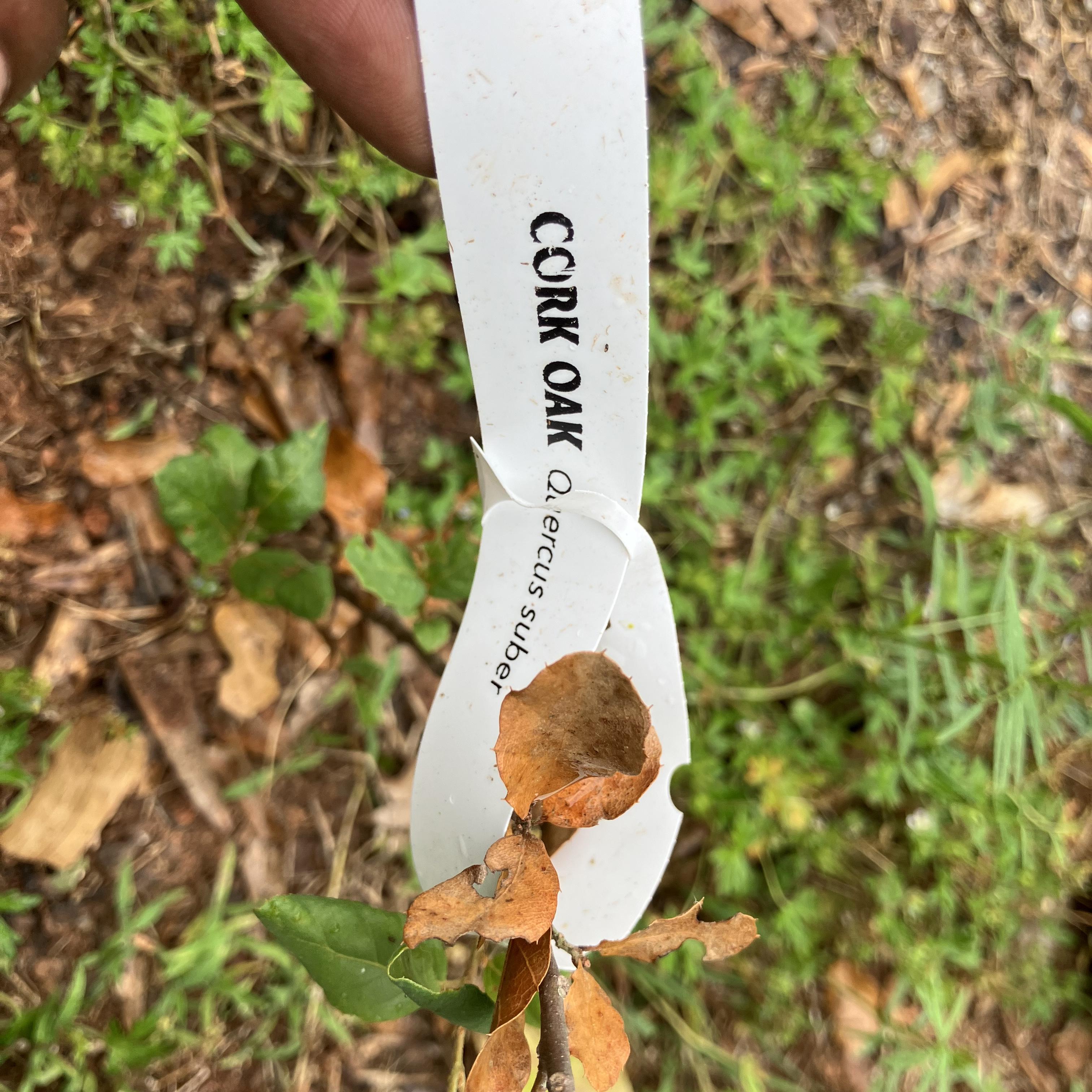 JAH WON BEAT of DAY artwork