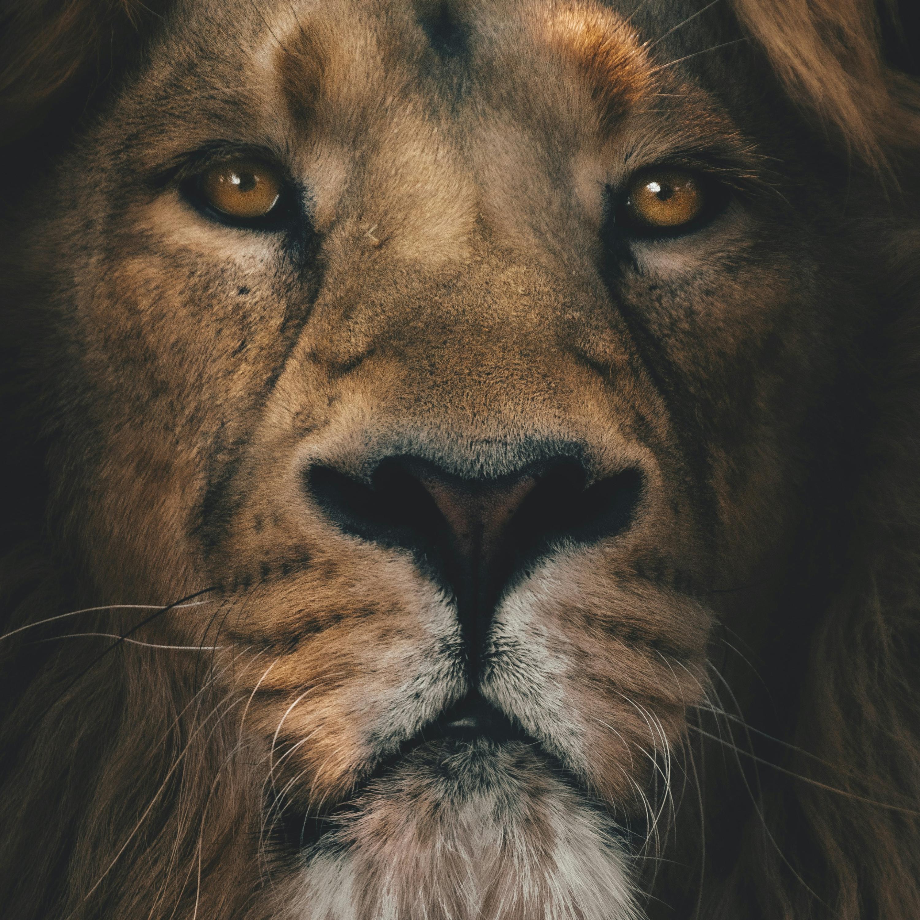 king Jesus artwork