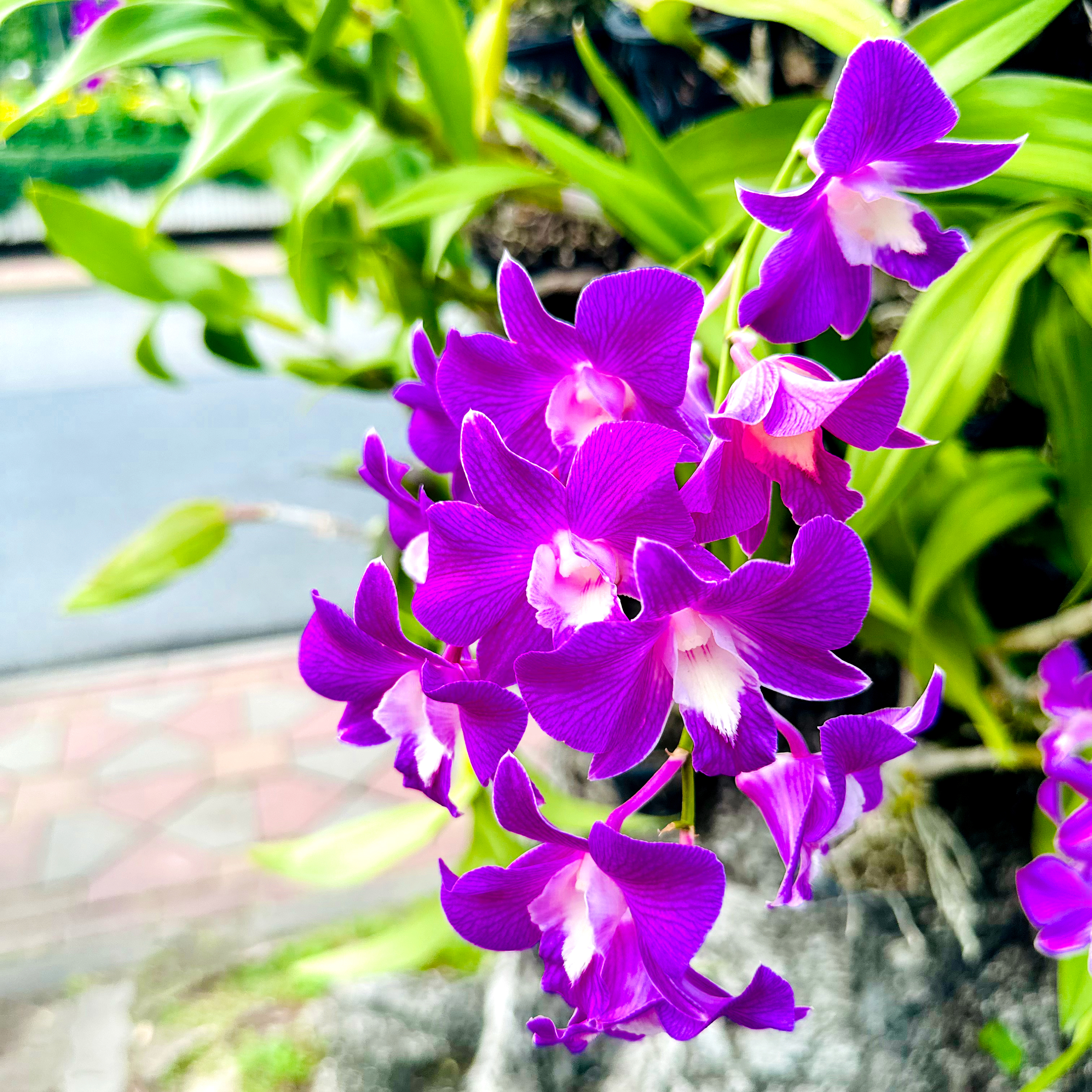 Glorious Eden artwork