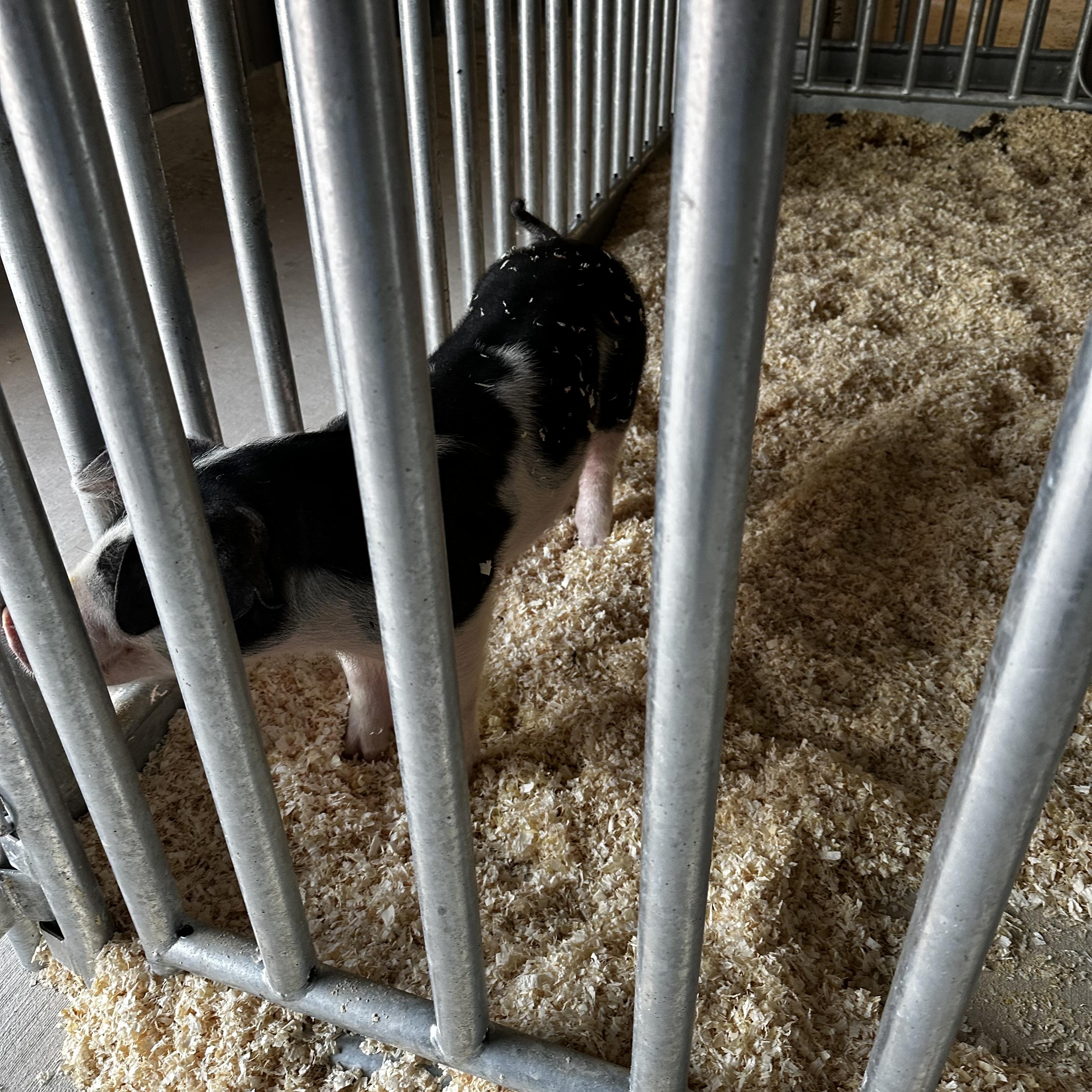 T H E  O N E artwork