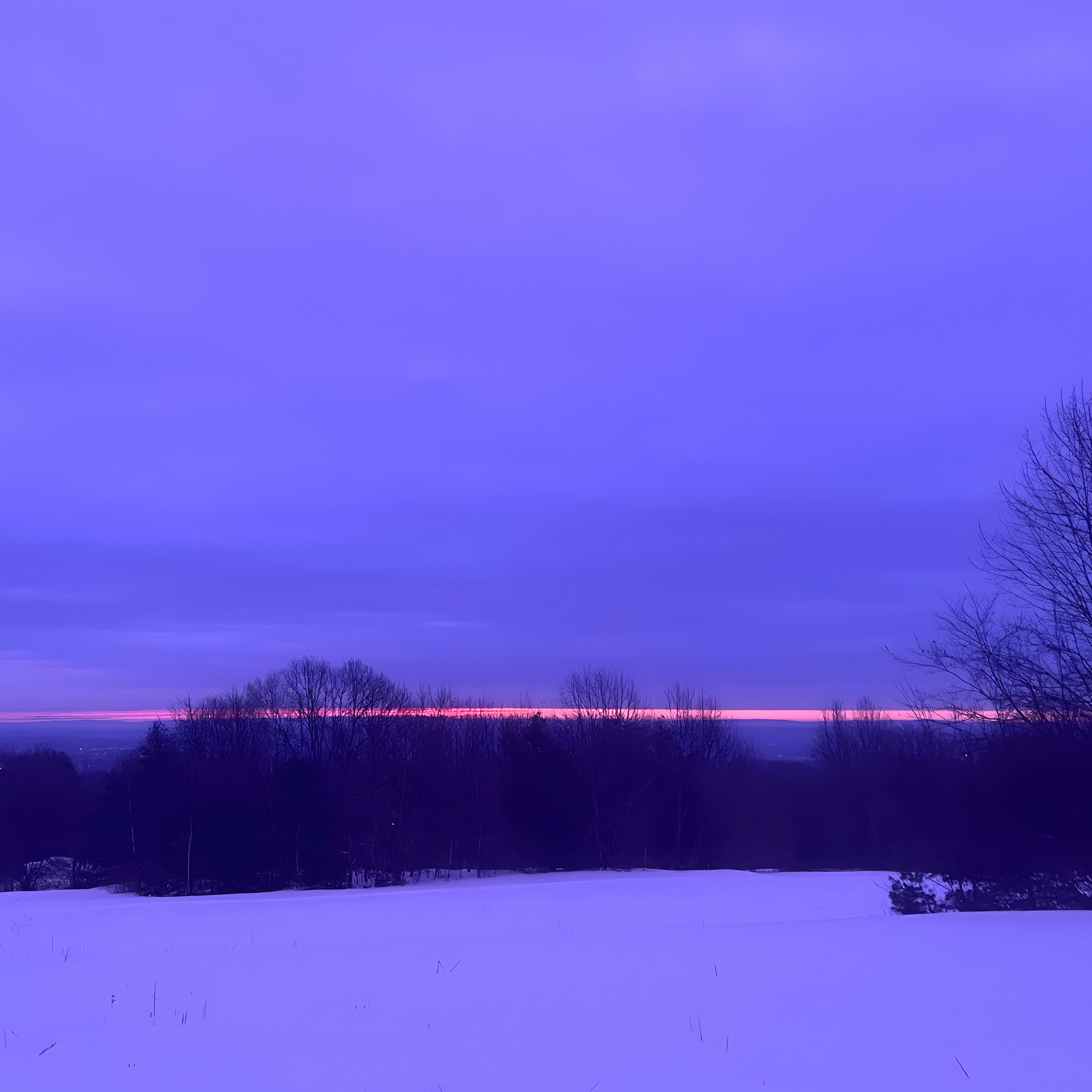 duck the goose artwork