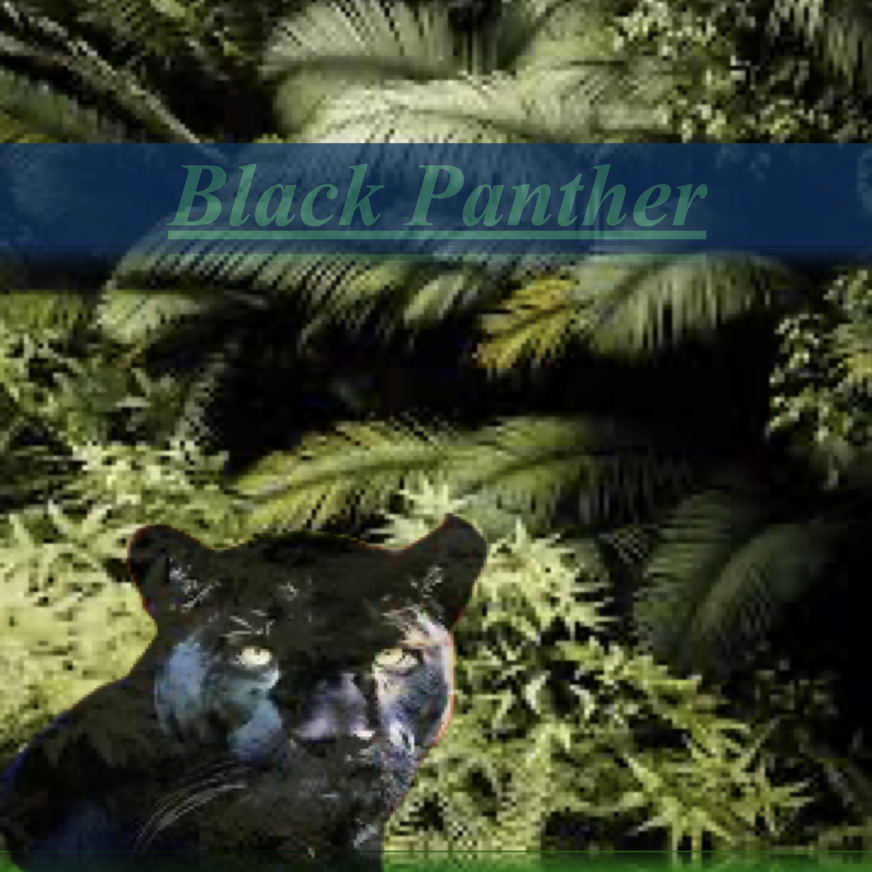 Black Panther artwork