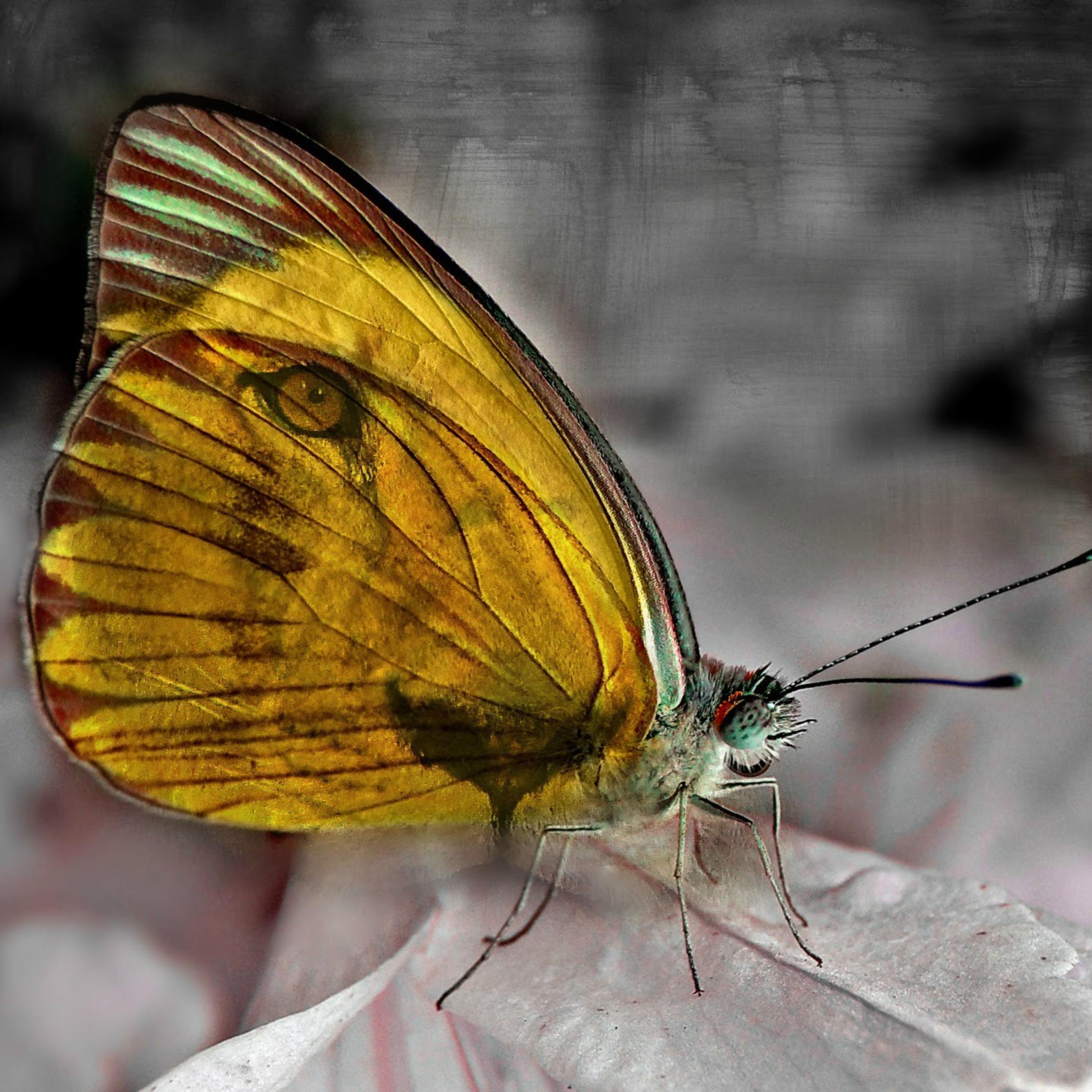 Rex Vox Music artwork