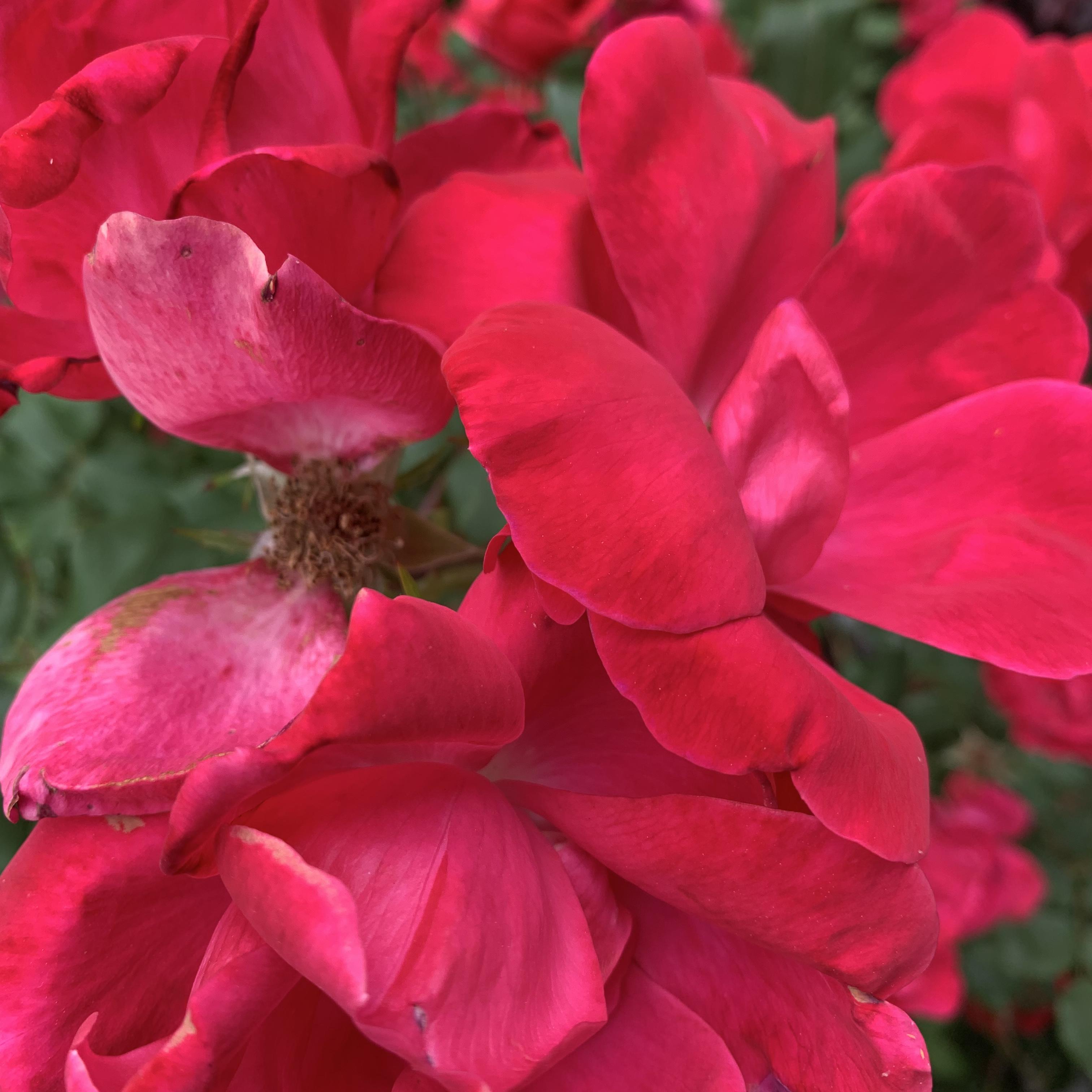 GUITAR SAVED artwork