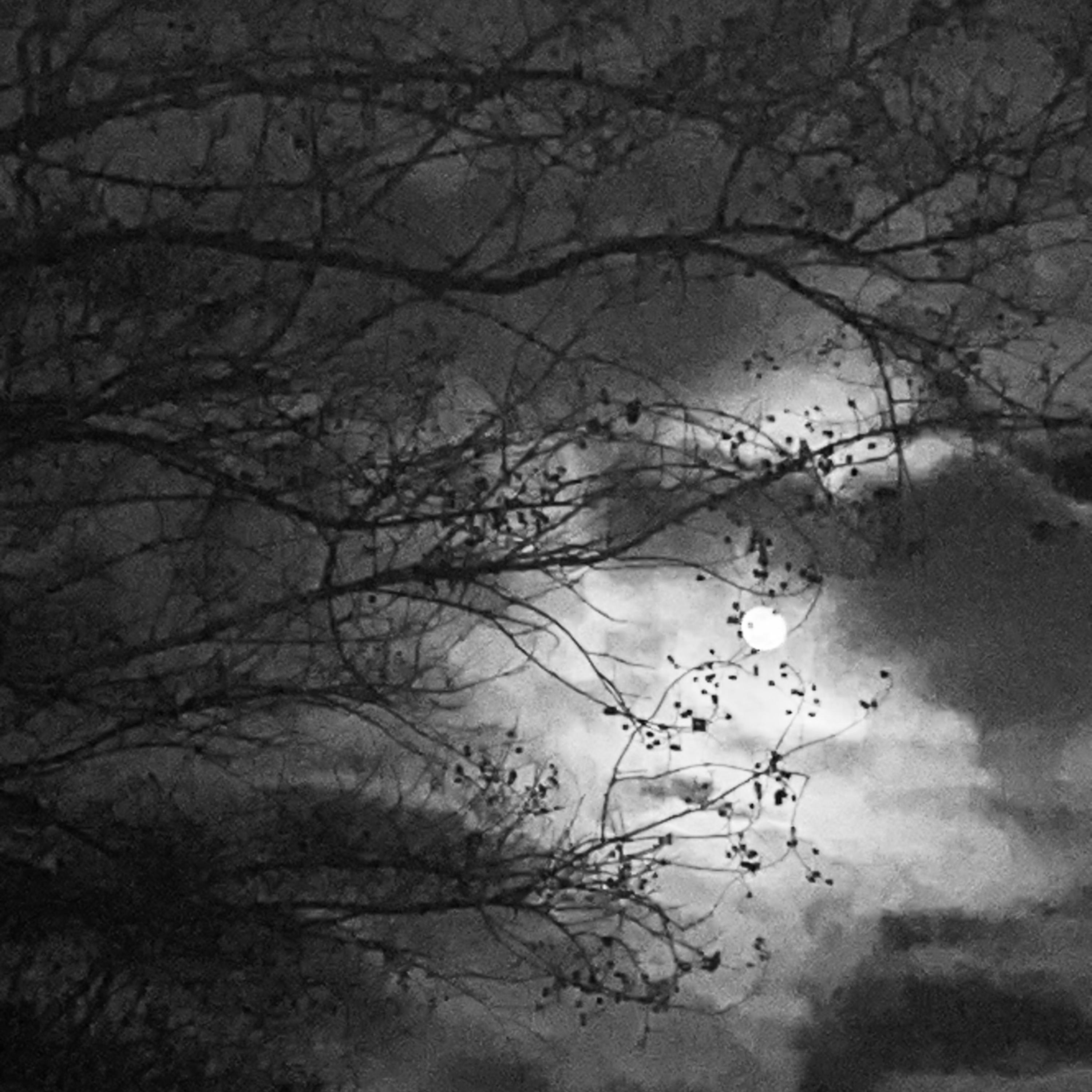 Moonlight  Therapy by Tommy Black 60 cover art